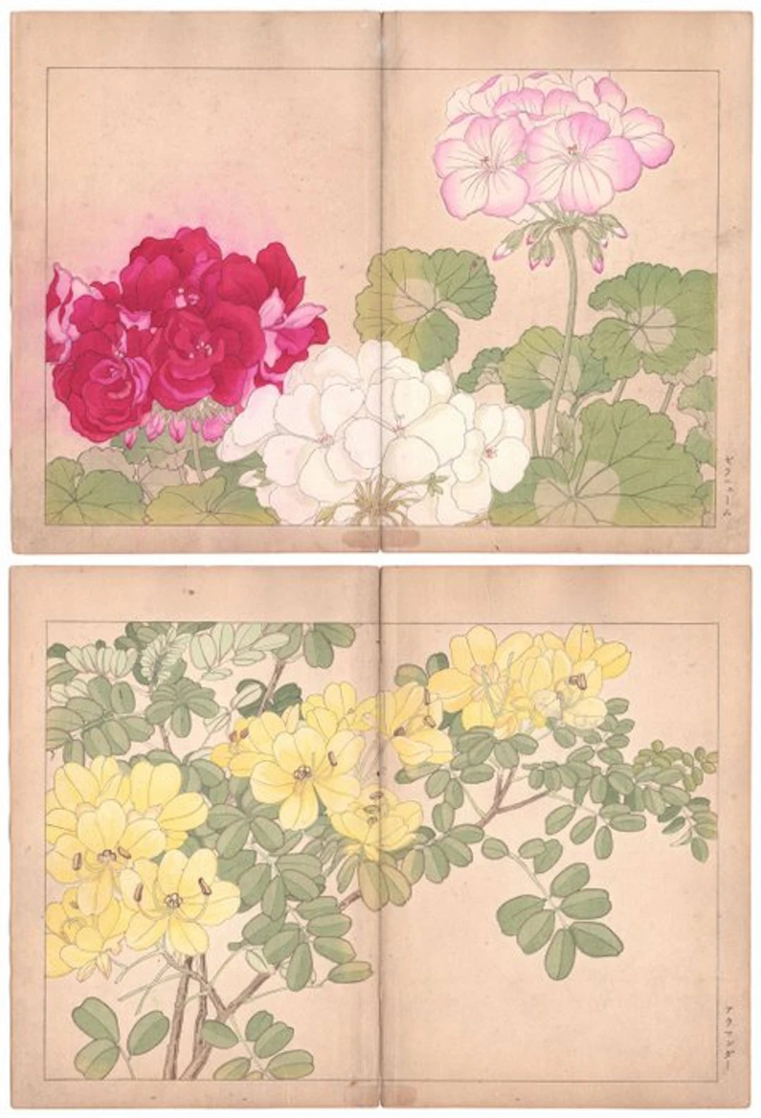 Geraniums