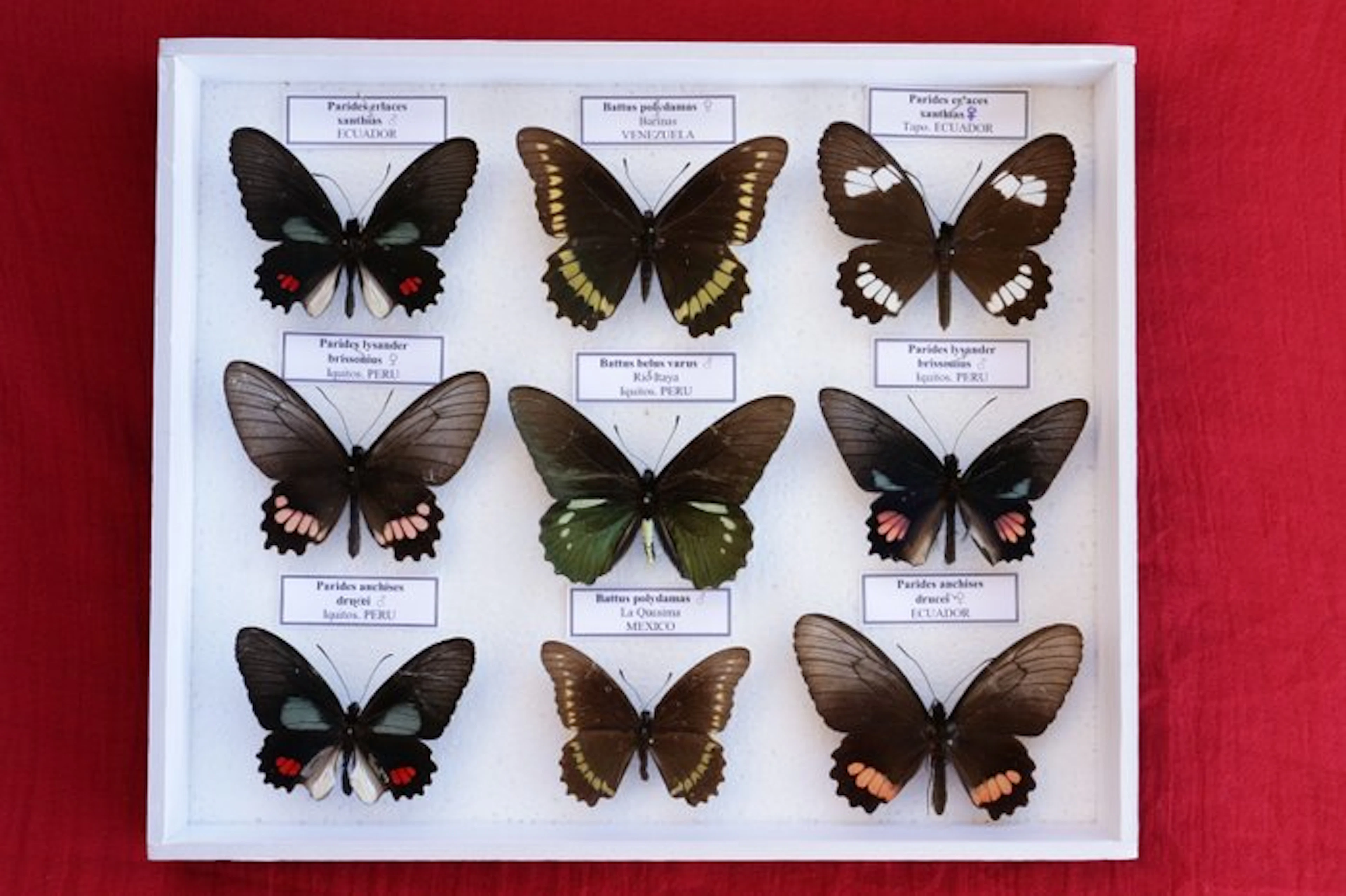 Butterfly Taxidermy full body mount - Battus and Parides - 30 cm - 25 cm - 5 cm