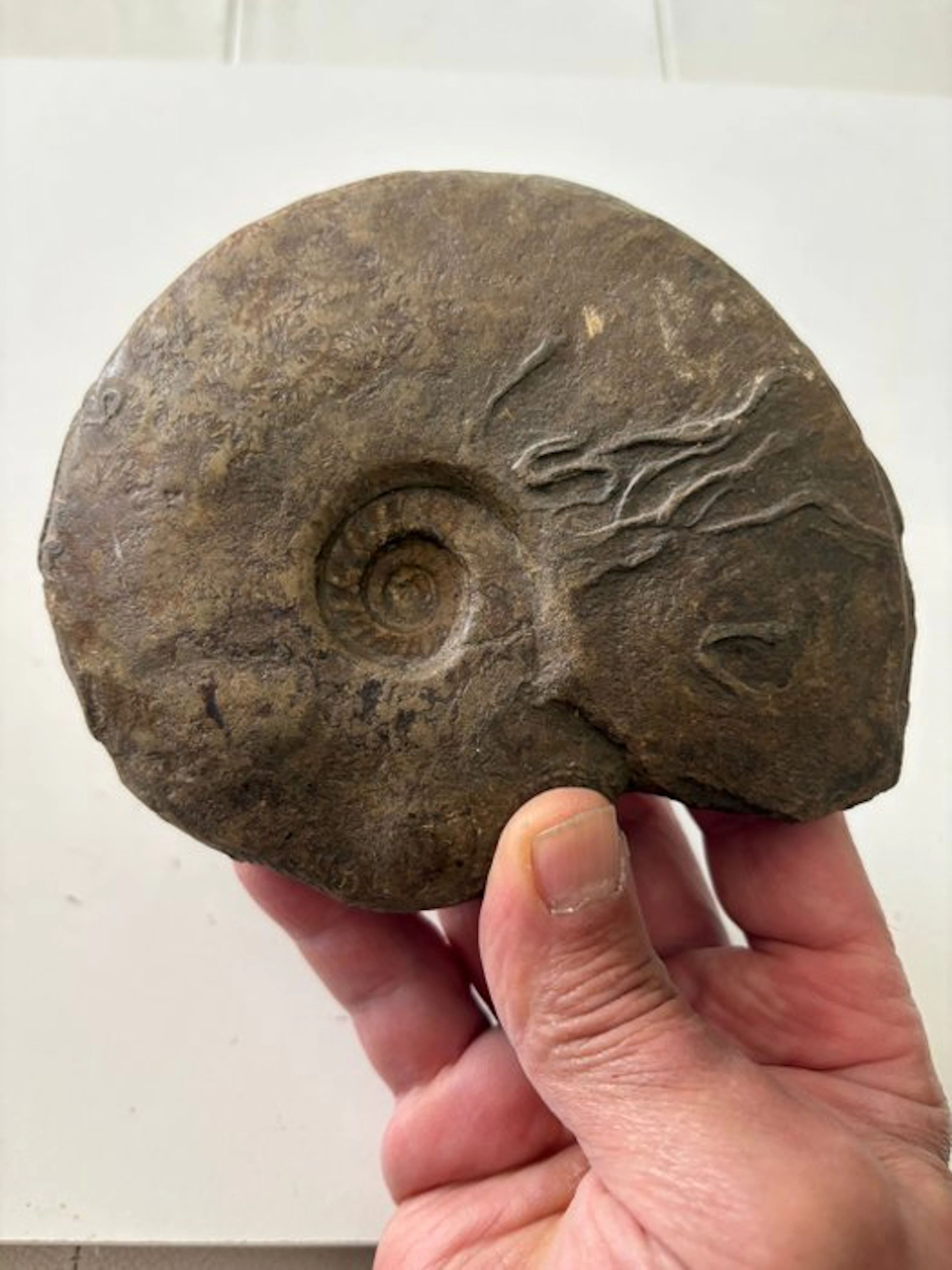 Ammonite - Fossilised shell - 11.5 cm - 14 cm (No reserve price)