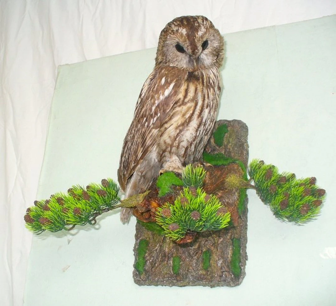 Tawny Owl Taxidermy full body mount - Strix aluco - 35 cm...