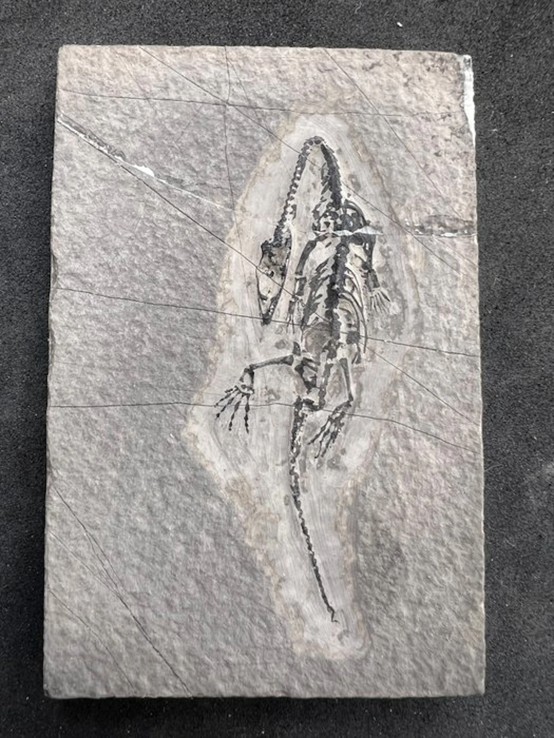 Marine reptile - Fossilised animal - Fossile de...