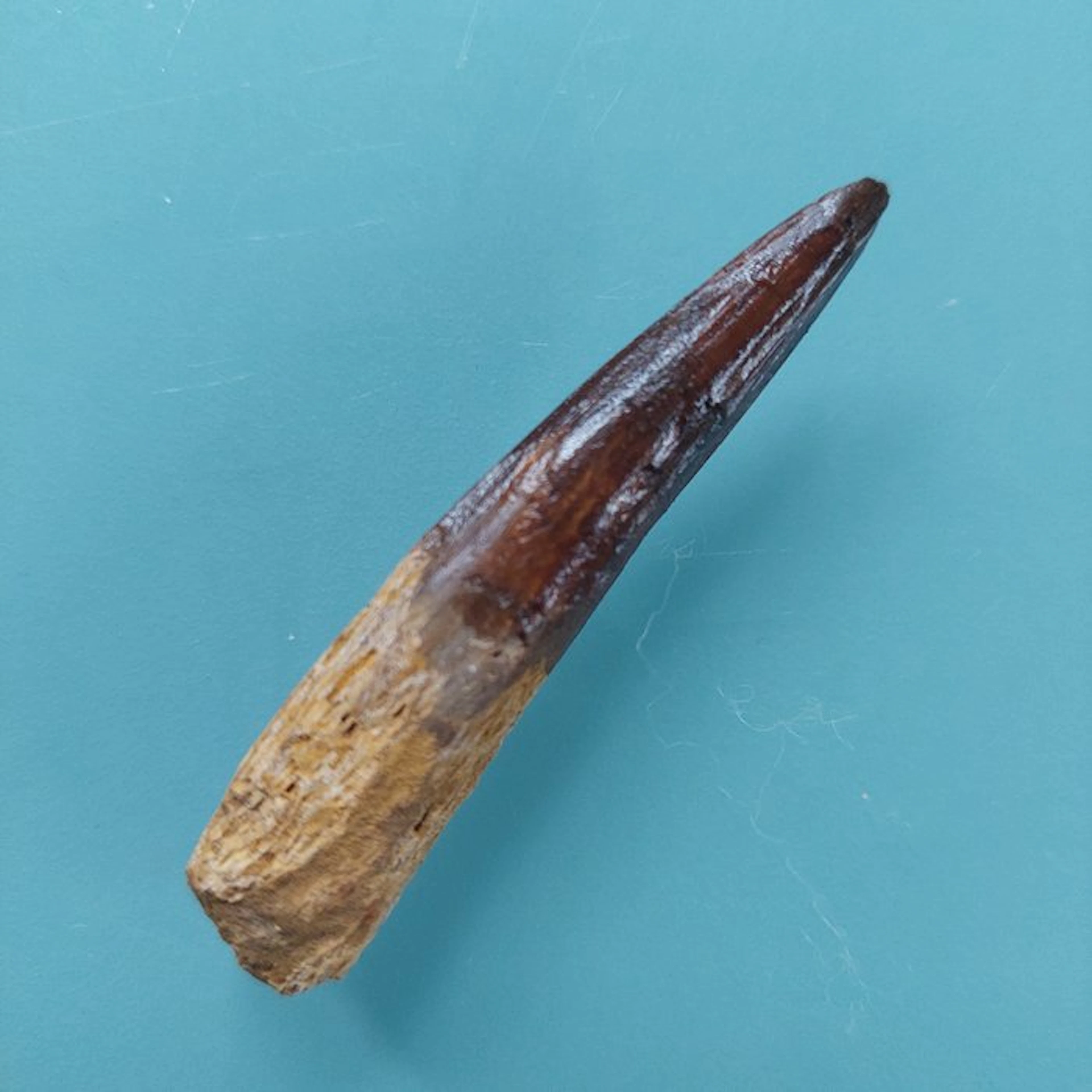 Spinosaur - Fossil tooth - 62 mm - 12 mm (No reserve price)