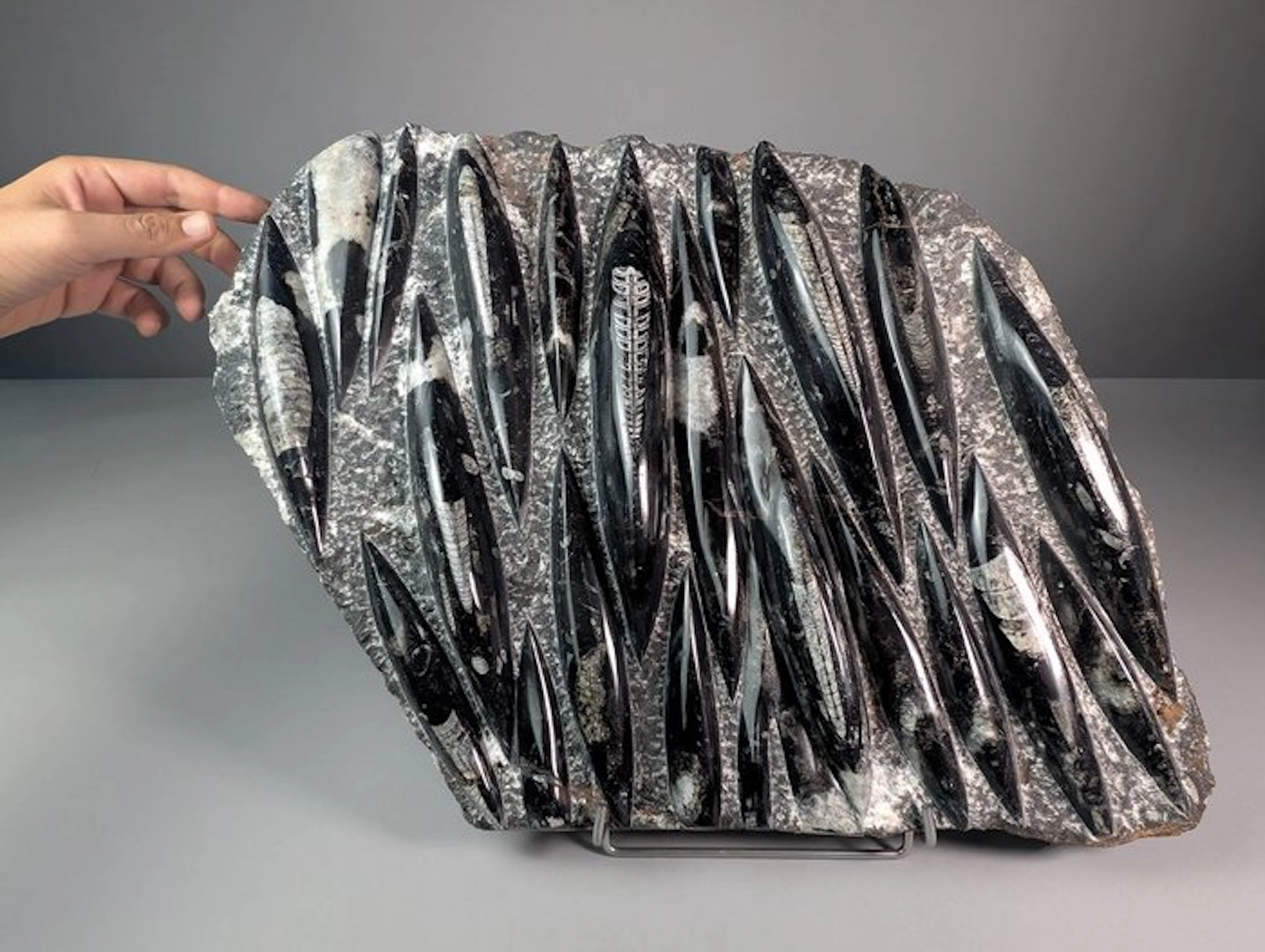 Large Orthoceras Fossil Slab - Fossil matrix - Orthoceras sp. - 54 cm - 38 cm