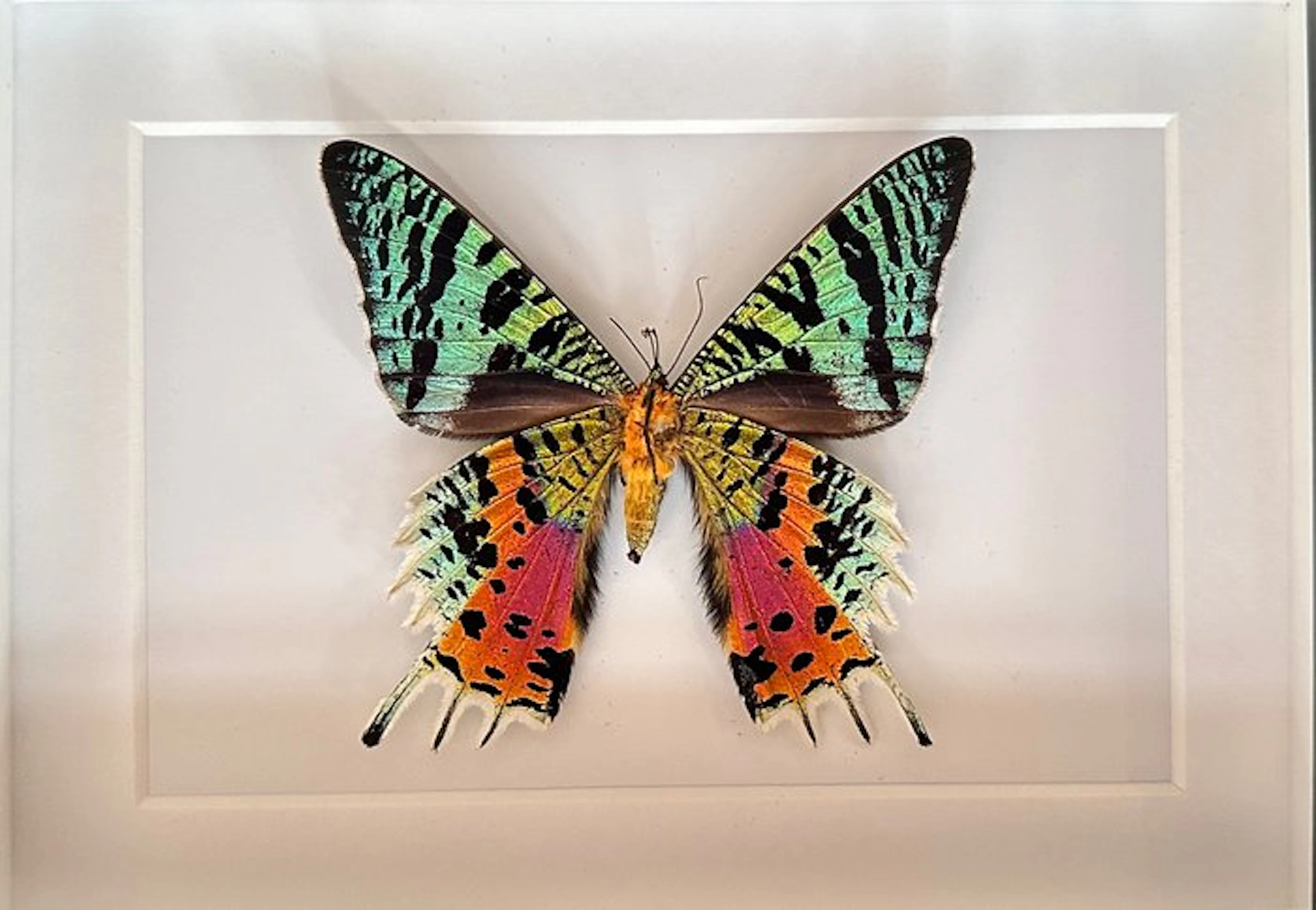Butterfly Taxidermy full body mount - Urania Ripheus - 15...