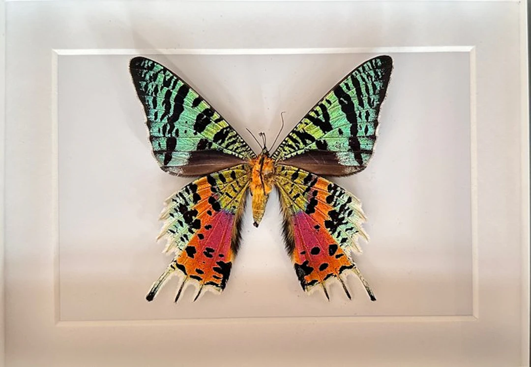 Butterfly Taxidermy full body mount - Urania Ripheus - 15...