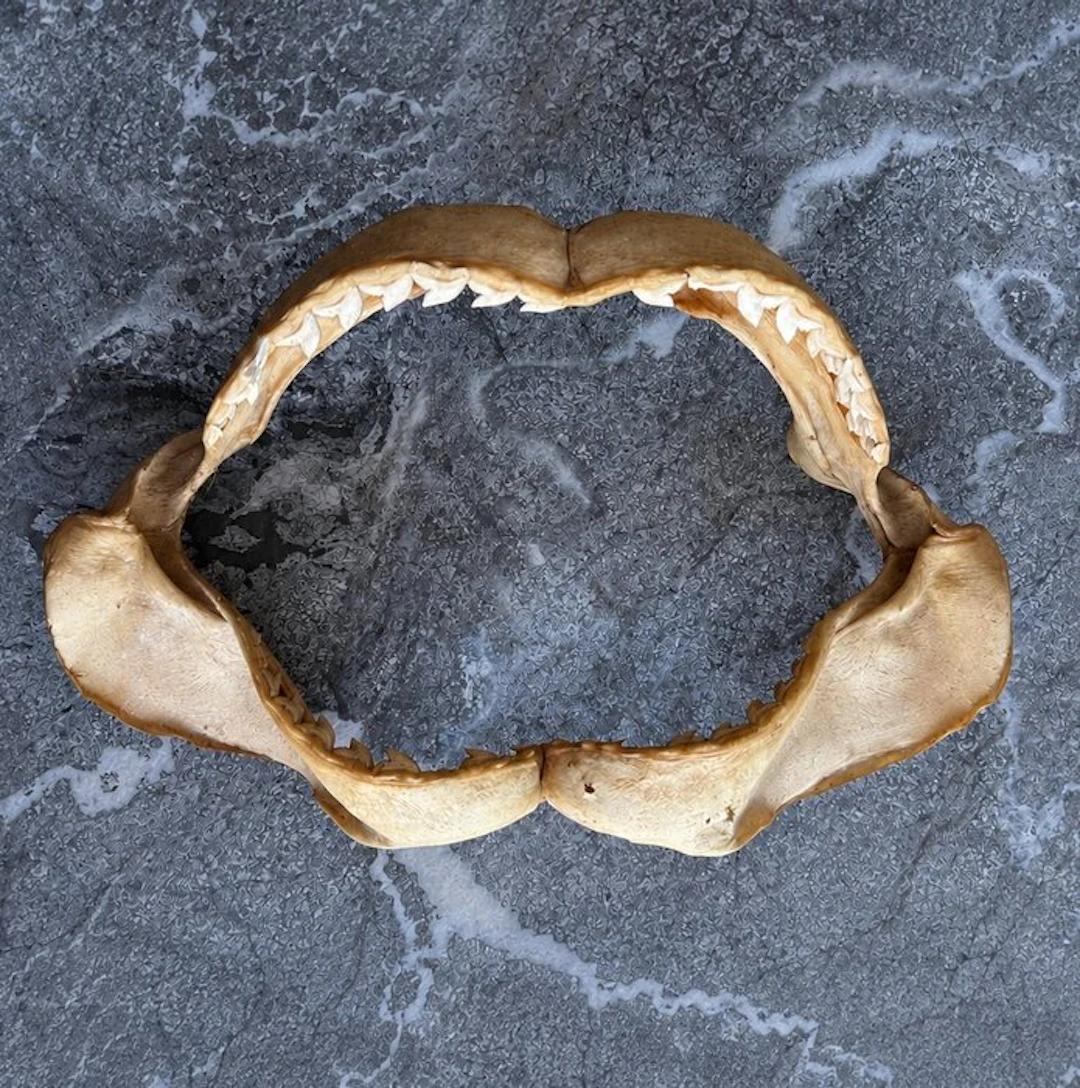 Tiger Shark Jaw - Galeocerdo cuvier - 49 cm - 29 cm - 20 cm