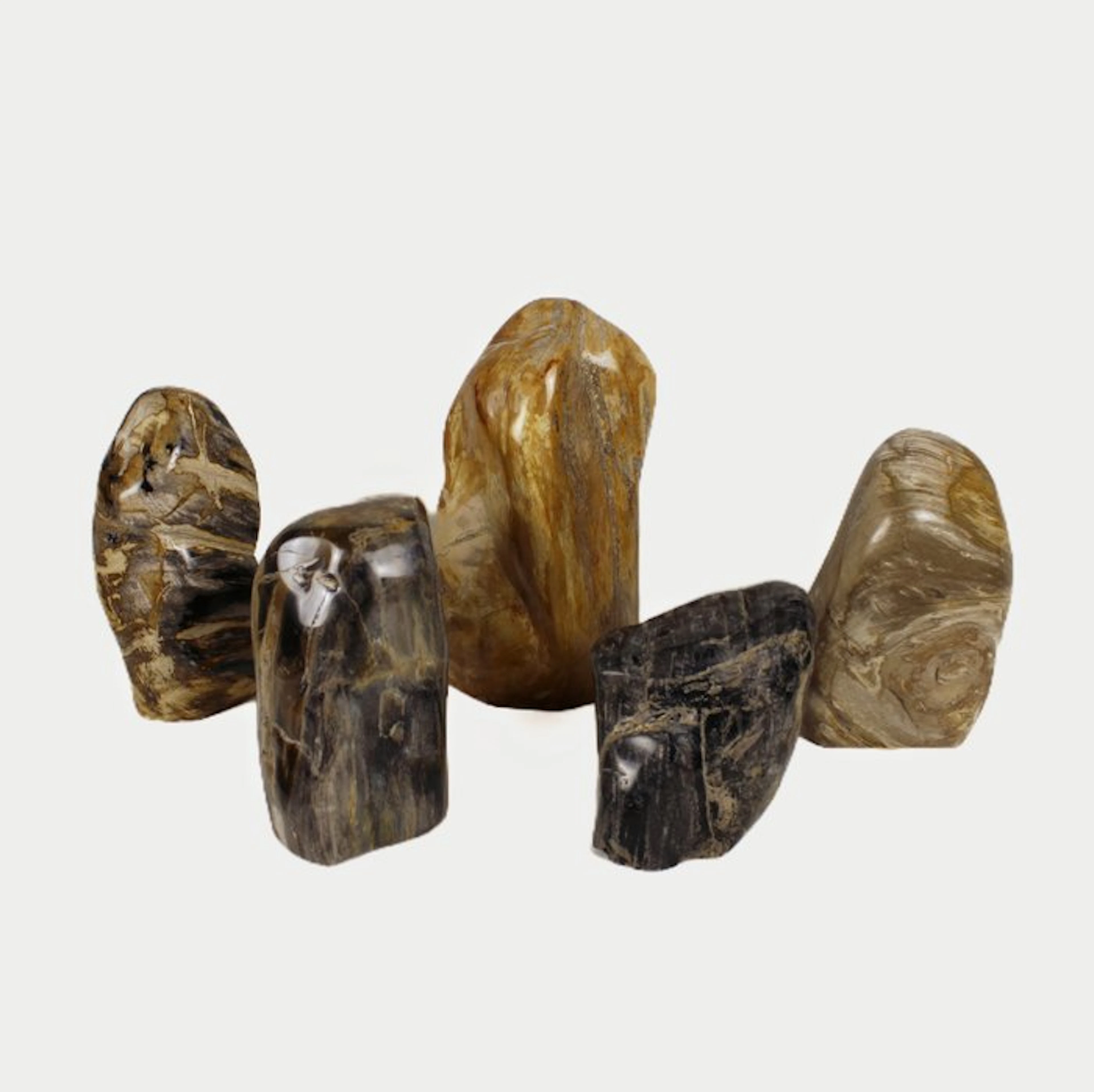 Polished Petrified wood freeform - Fossilised wood...