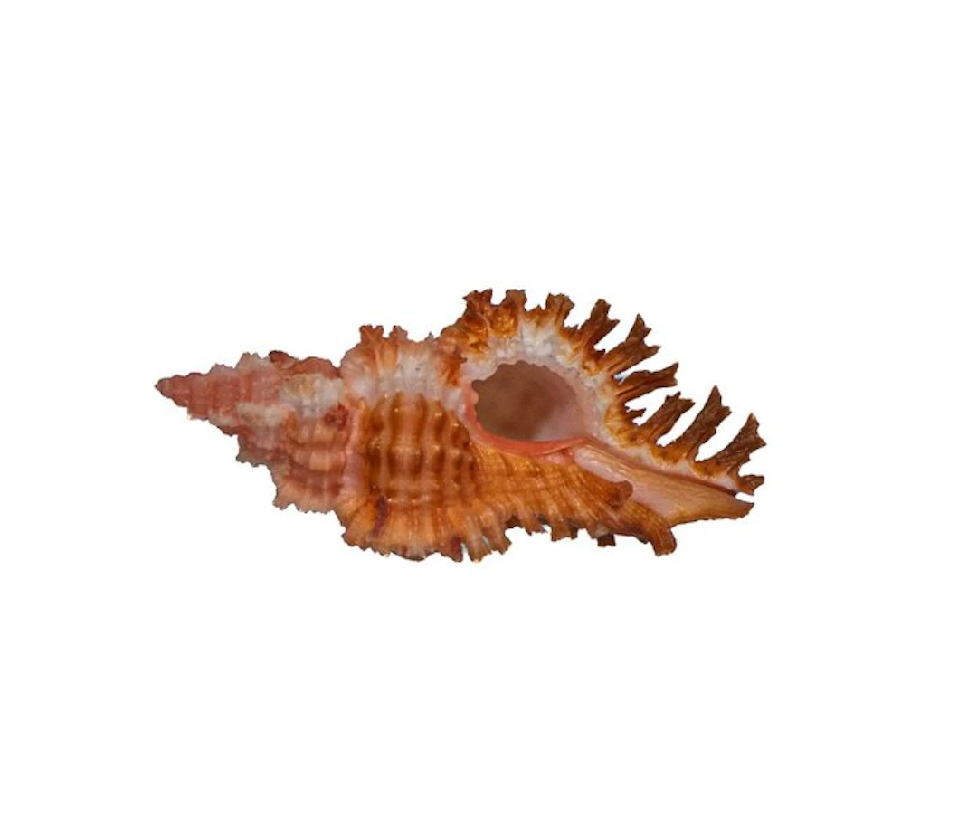 Magnificent spiny snail Chicoreus penchinati (38 mm) – a top-quality