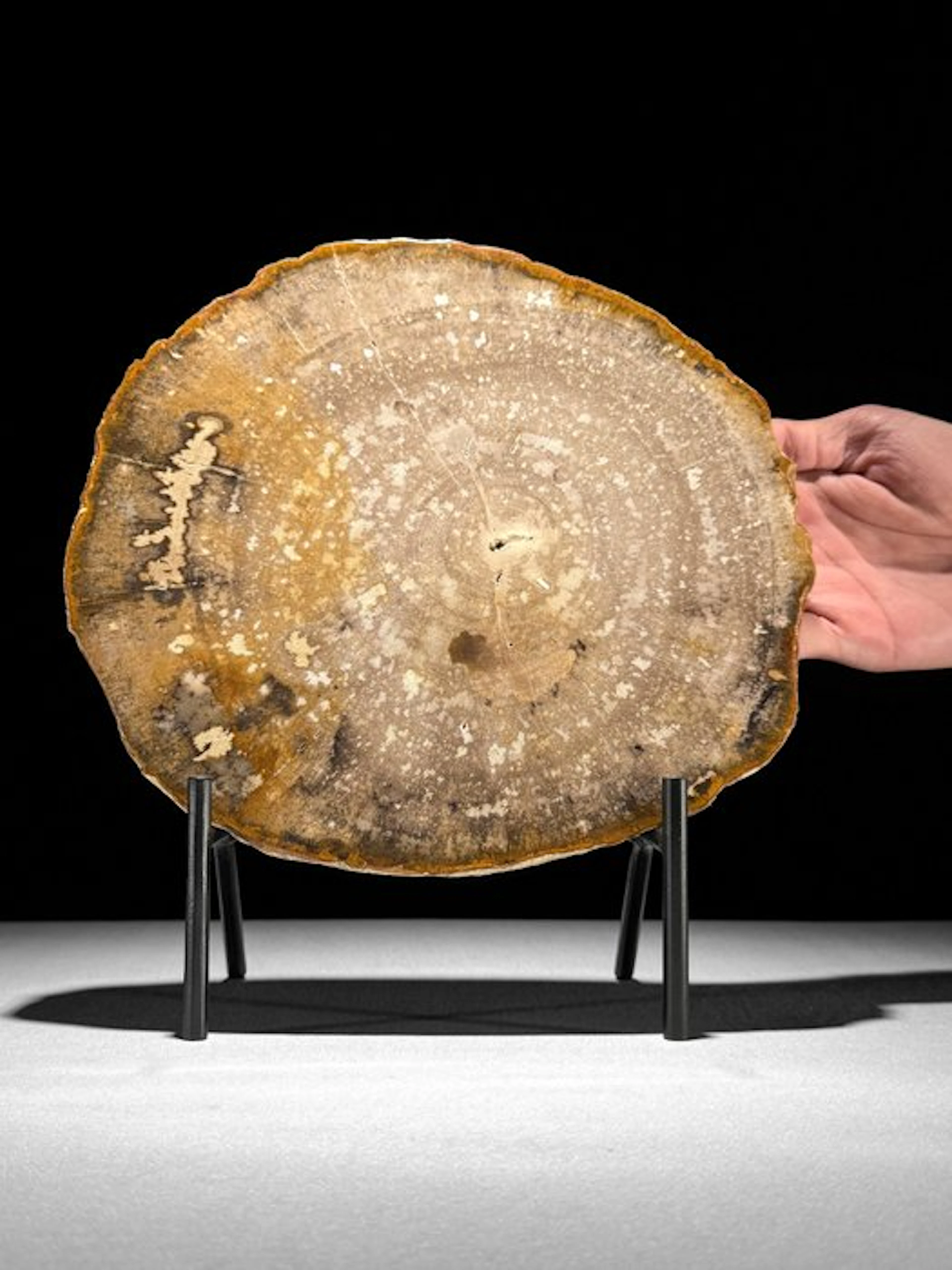 Stunning Slice of Petrified Wood on a custom stand...