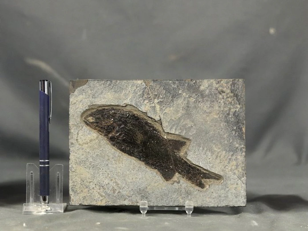 Paleozoic fossil fish on slab - Fossilised animal...