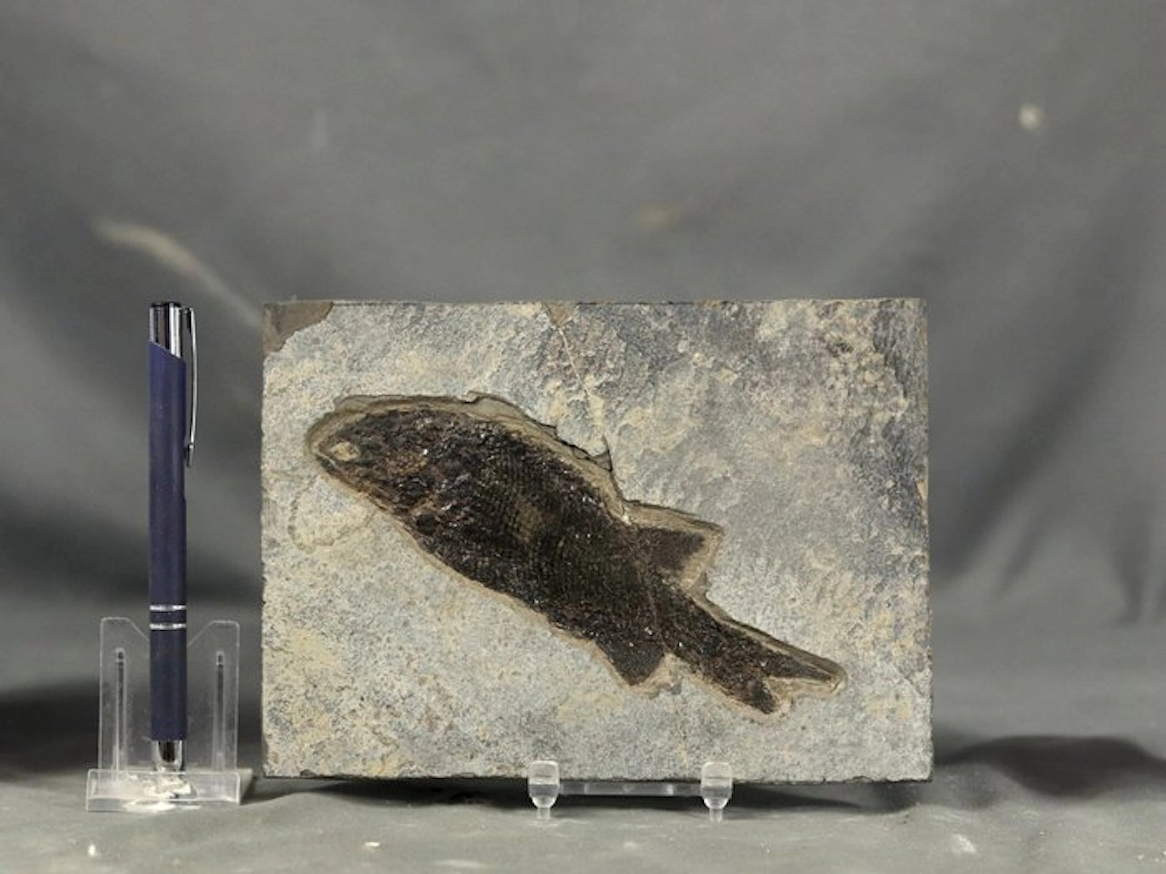 Paleozoic fossil fish on slab - Fossilised animal...