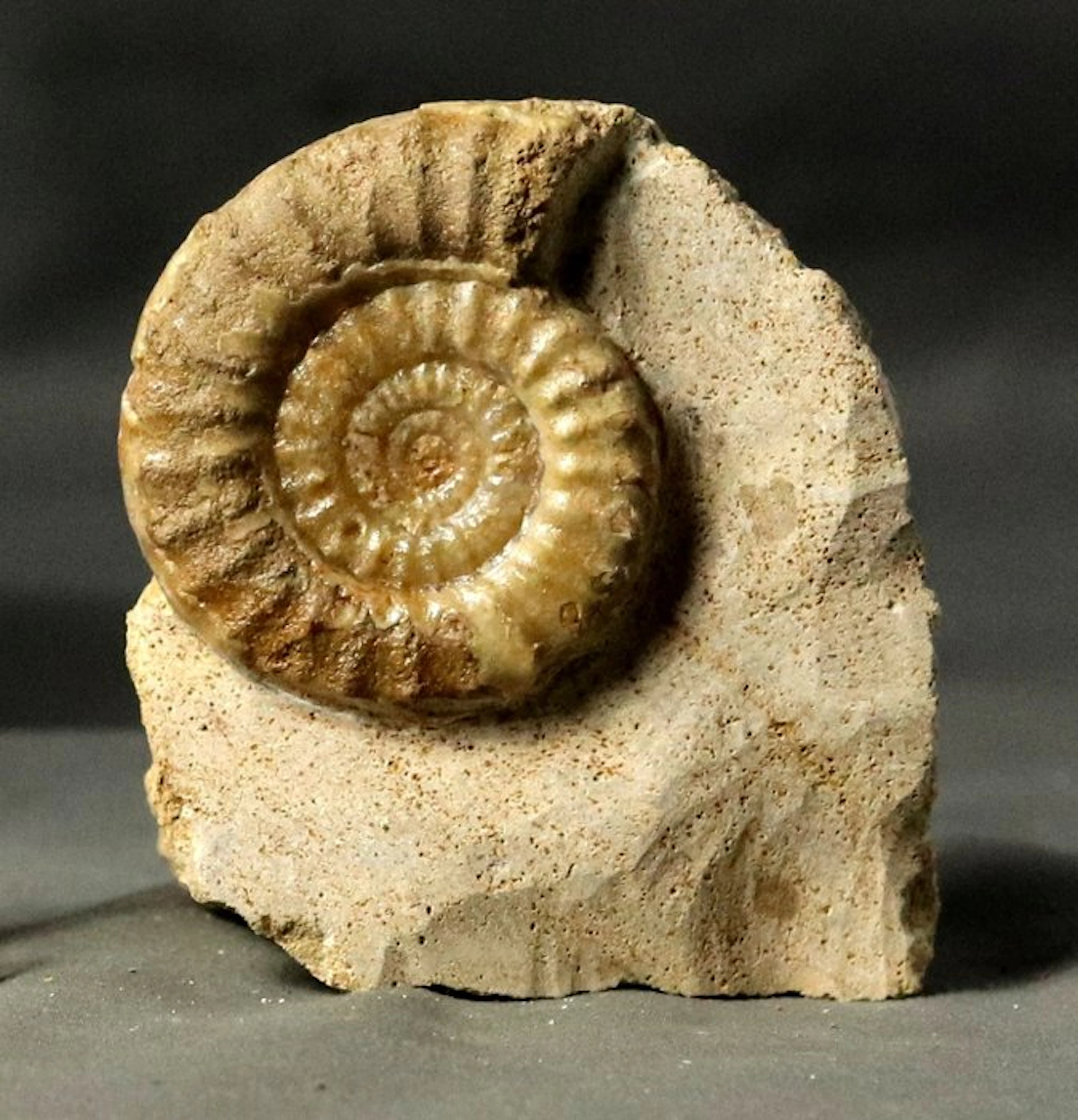 Fine ammonite on self standing stone - Fossilised animal...