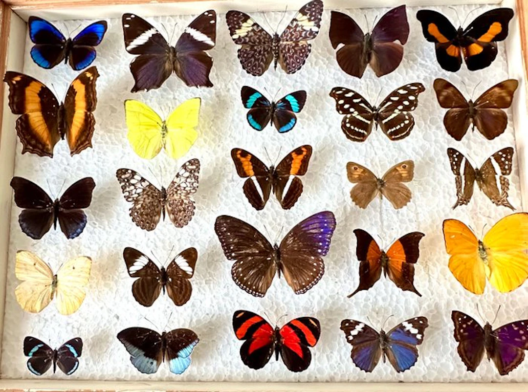 Complete lot of 25 pieces: irreplaceable exotic day-flying butterflies