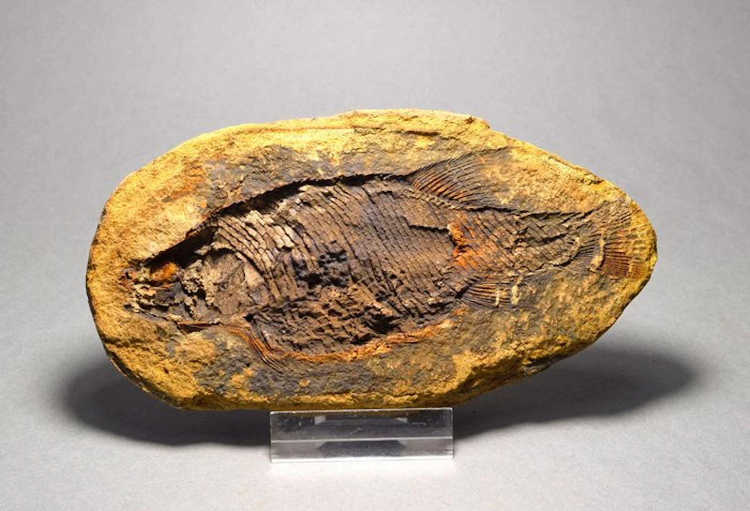 Fossilised animal - Parasemionotus labordei
