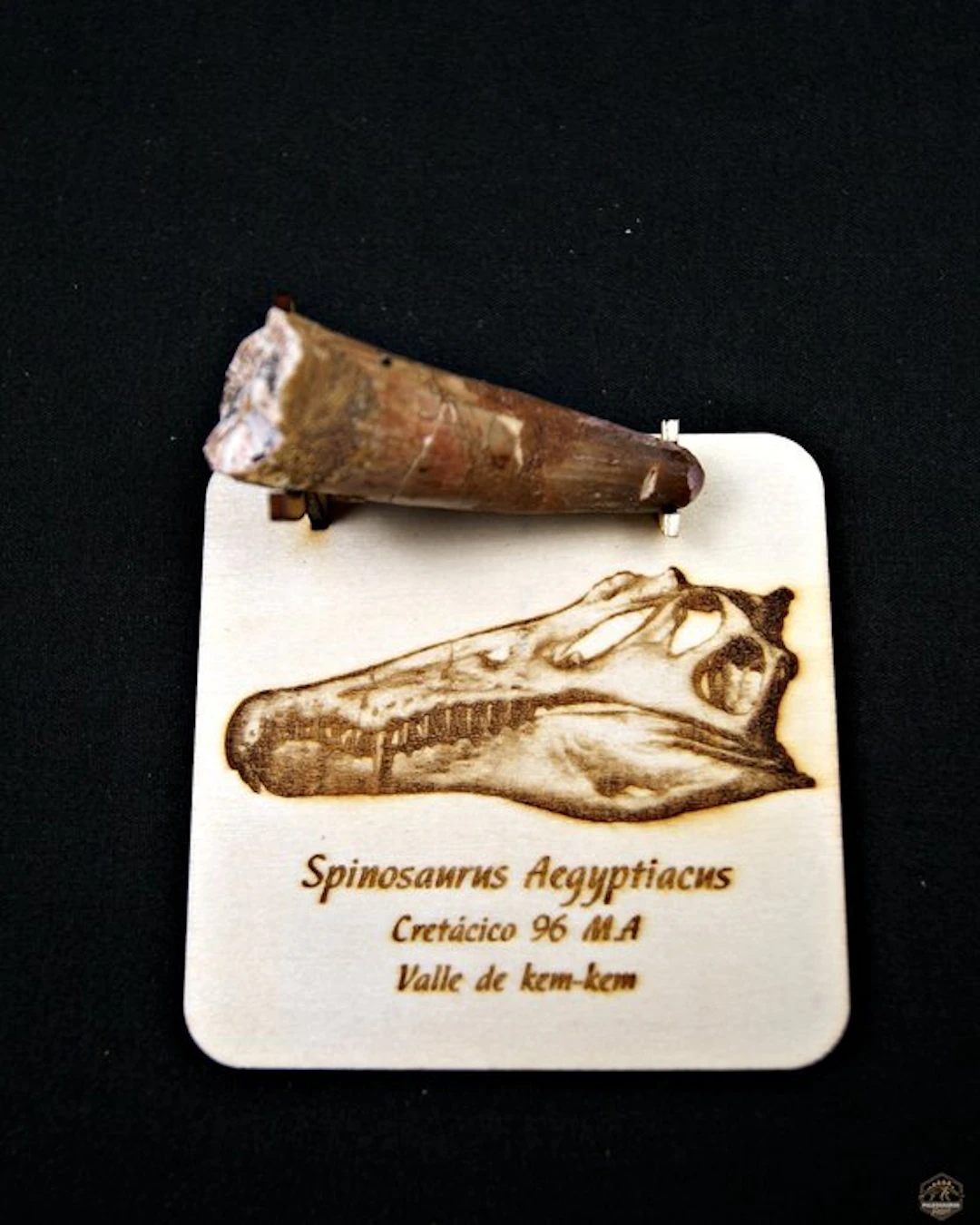 Spinosaur - Fossilised tusk - Spinosaurus aegyptiacus (No reserve price)