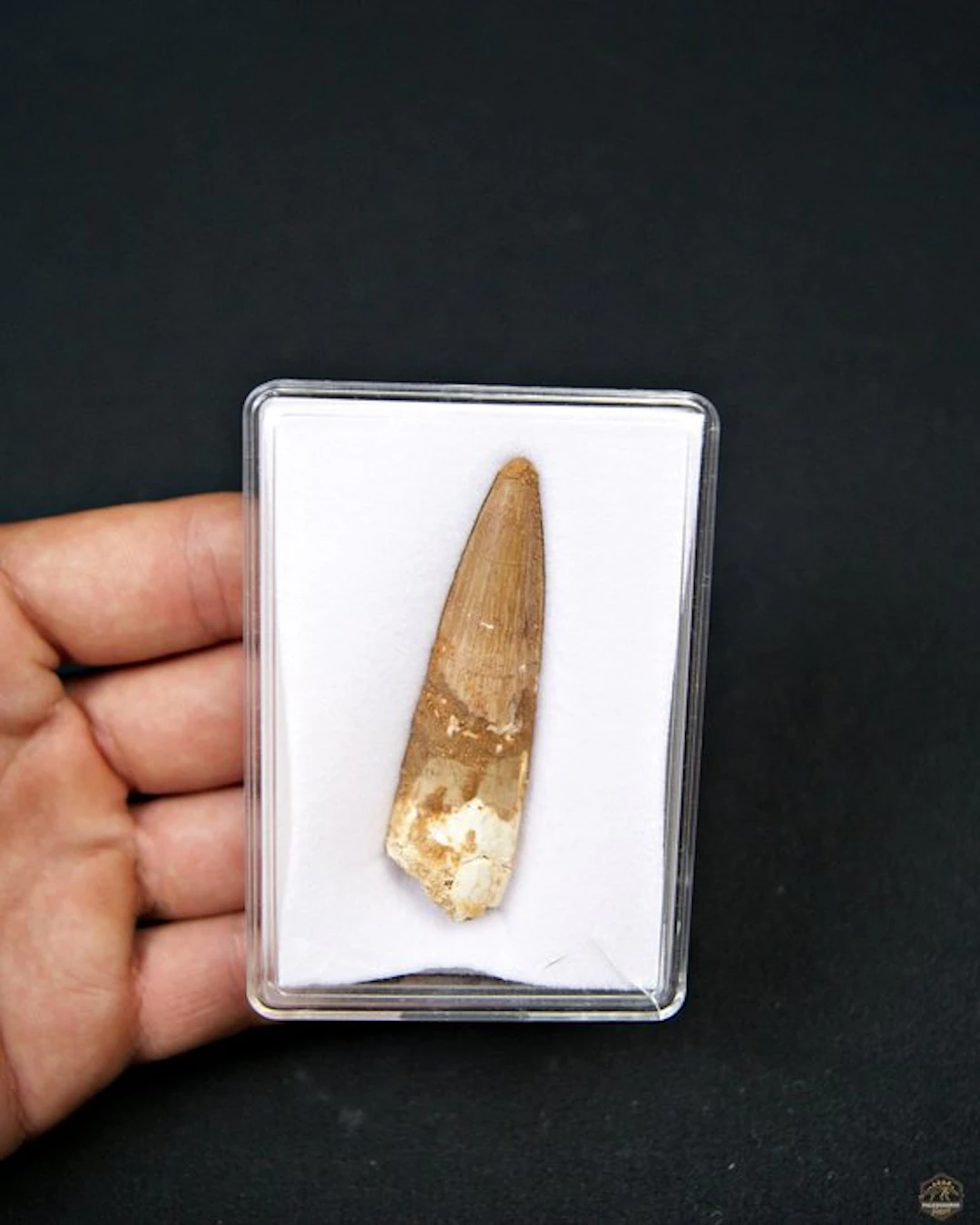 Spinosaur - Fossil tooth - Spinosaurus aegyptiacus (No reserve price)