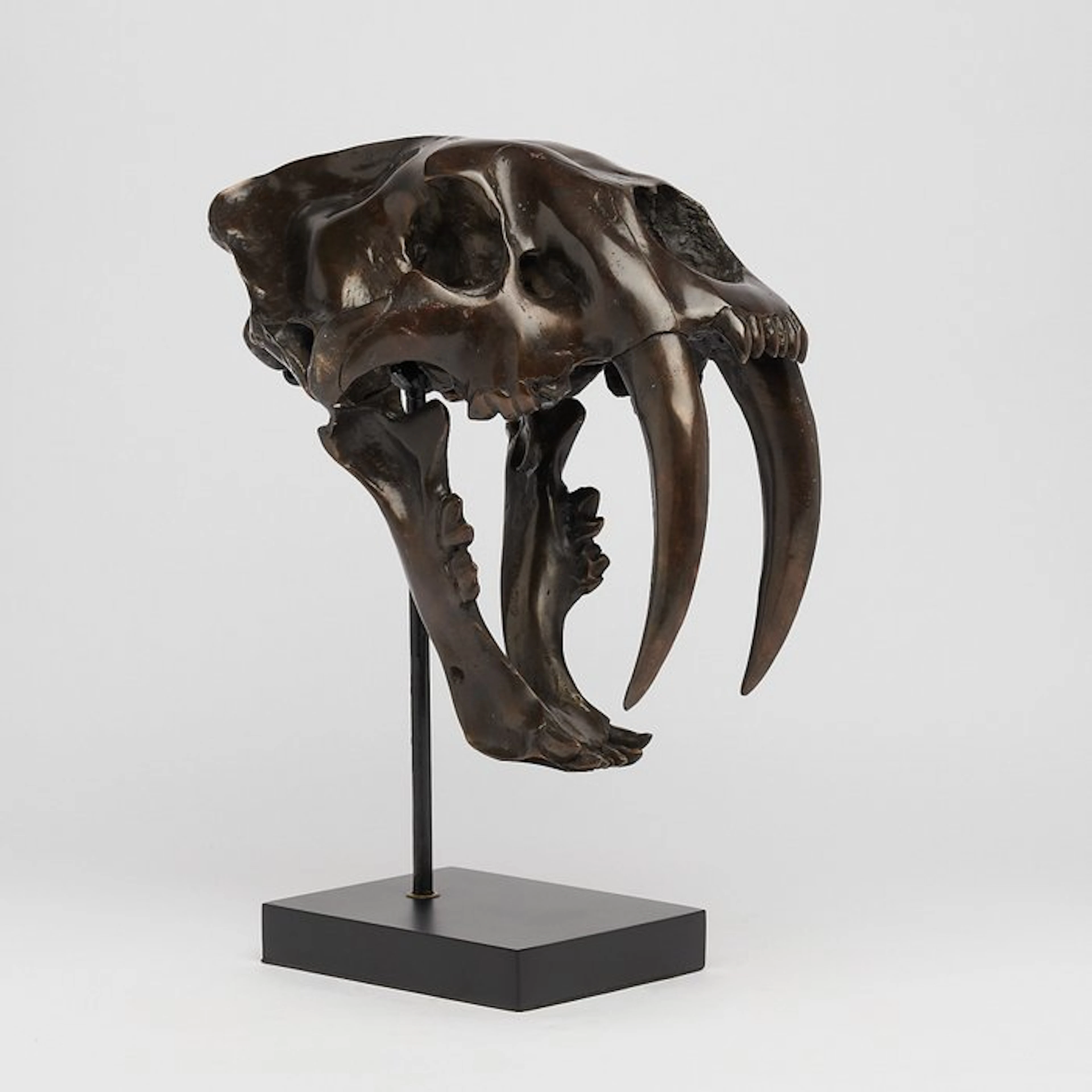Sabre-toothed Tiger Skull - (Smilodon) - 38 cm - 18 cm - 32 cm