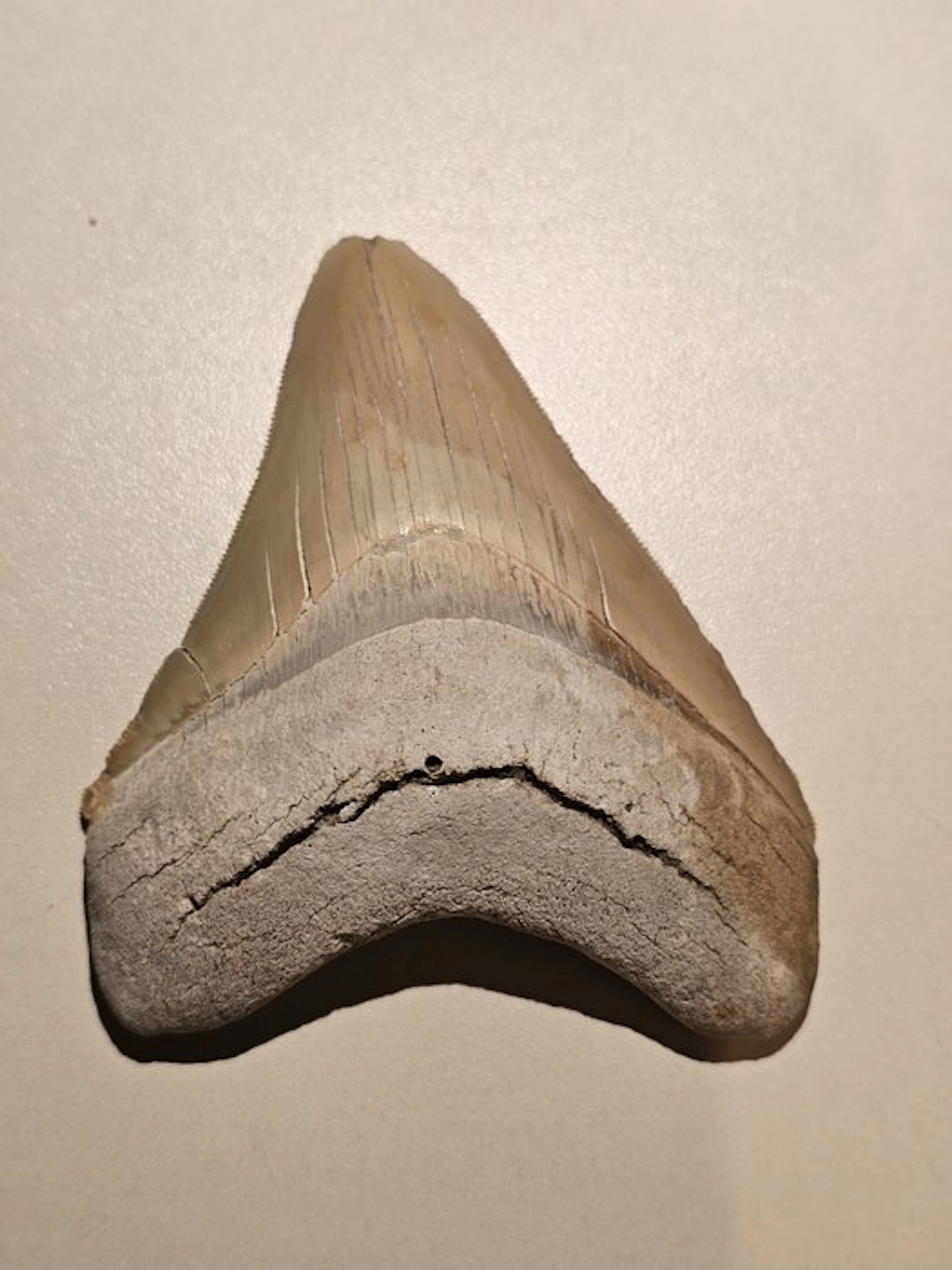 Megalodon - Fossil tooth - lee creek - 10.24 cm - 8.08 cm