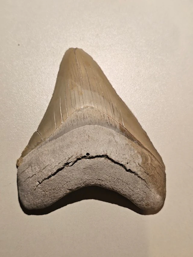Megalodon - Fossil tooth - lee creek - 10.24 cm - 8.08 cm