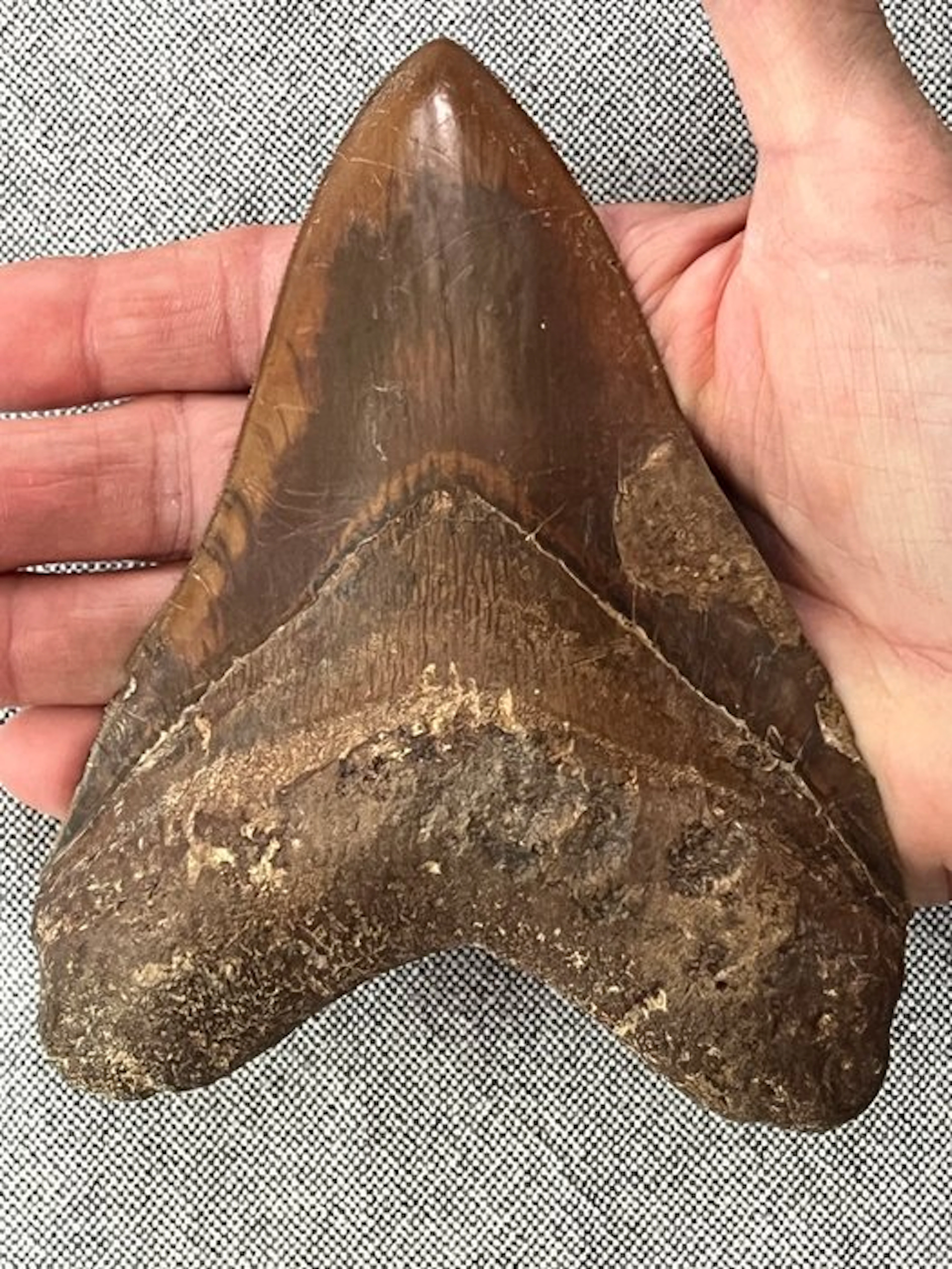 Huge Megalodon tooth 14,0 cm - Fossil tooth - Carcharocles megalodon