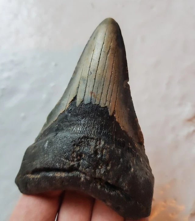 Megalodon - Fossil tooth - 11 cm - 8 cm