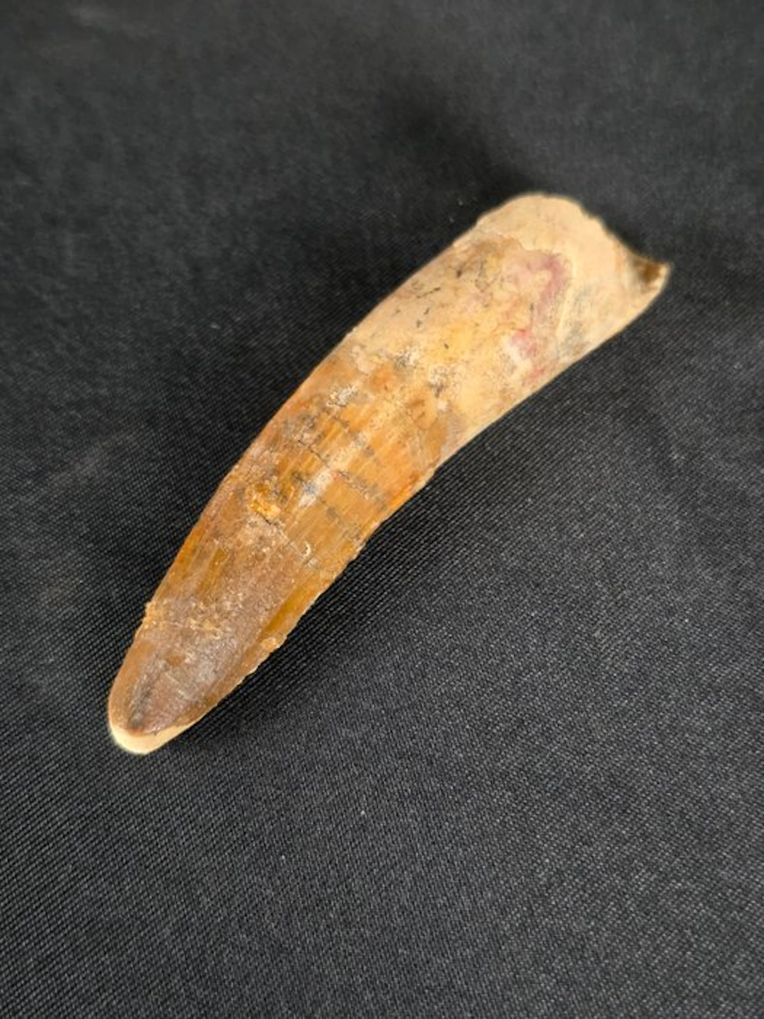 Spinosaur - Fossil tooth - Spinosaur Aegyptiacus (No reserve price)