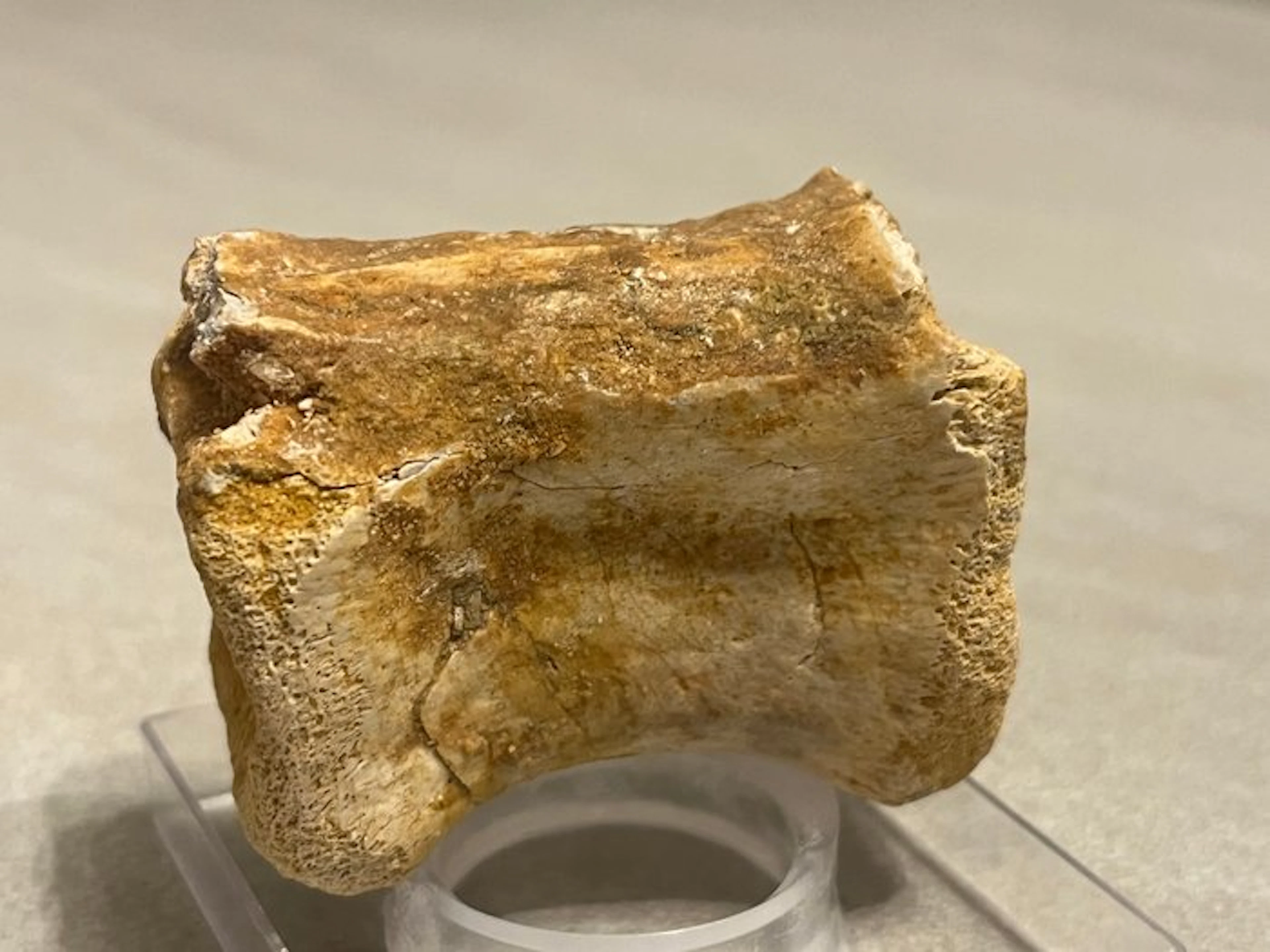 Spinosaur Bone - Spinosaurus aegyptiacus vertebra caudale...