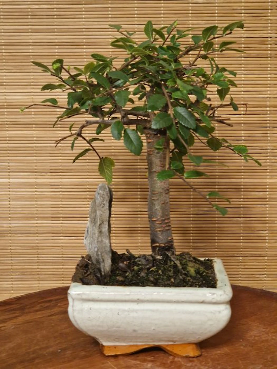 Chinese elm bonsai (Ulmus parviflora) - Height (Tree): 18...