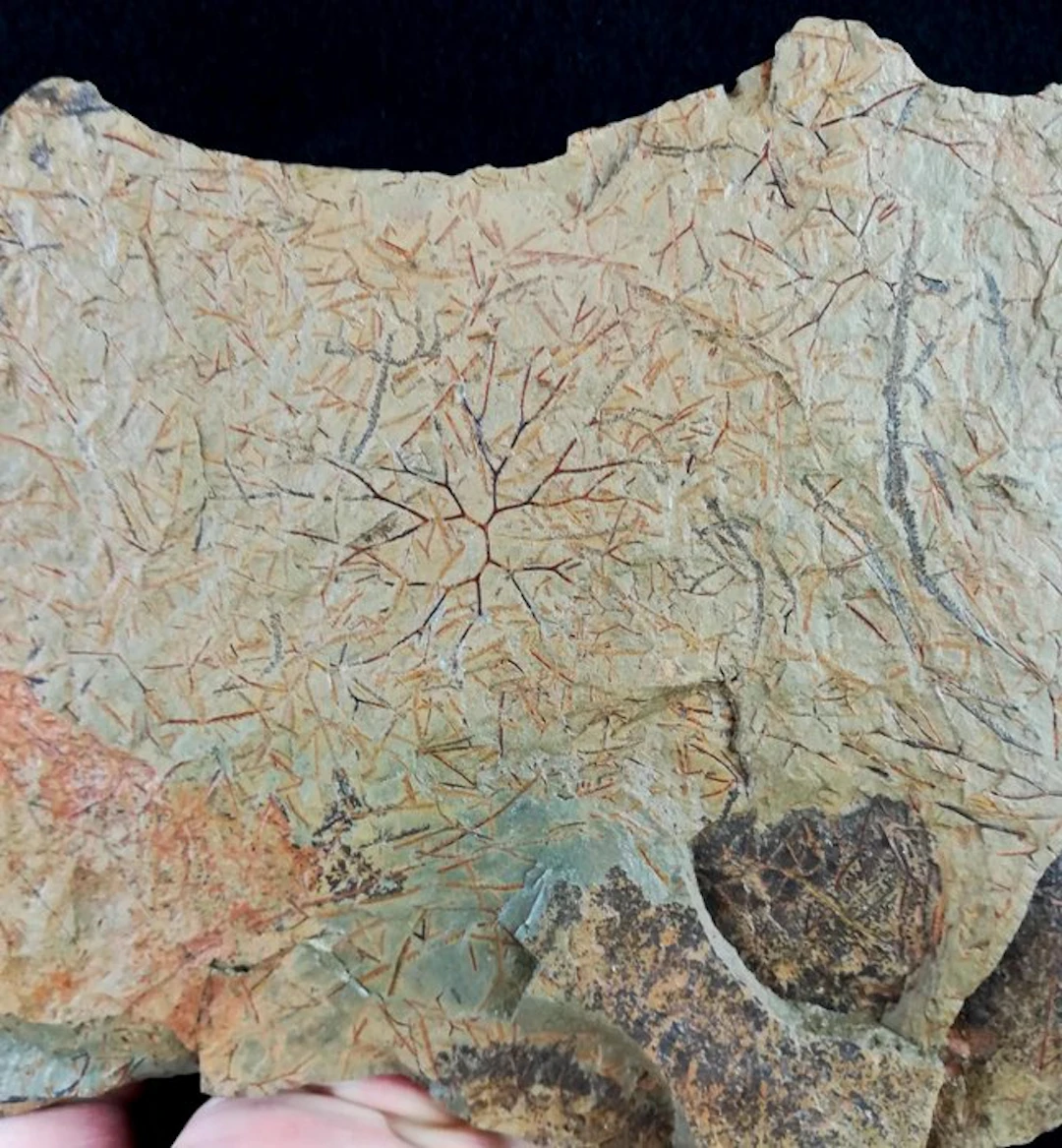 Spectacular graptolites with extraordinary...