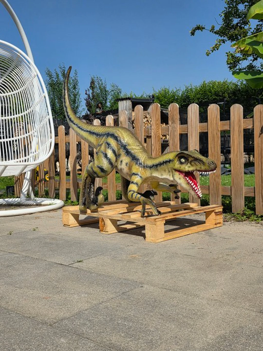 Statue, XL Realistic Velociraptor Dinosaur - 98 cm - mgo - 2026