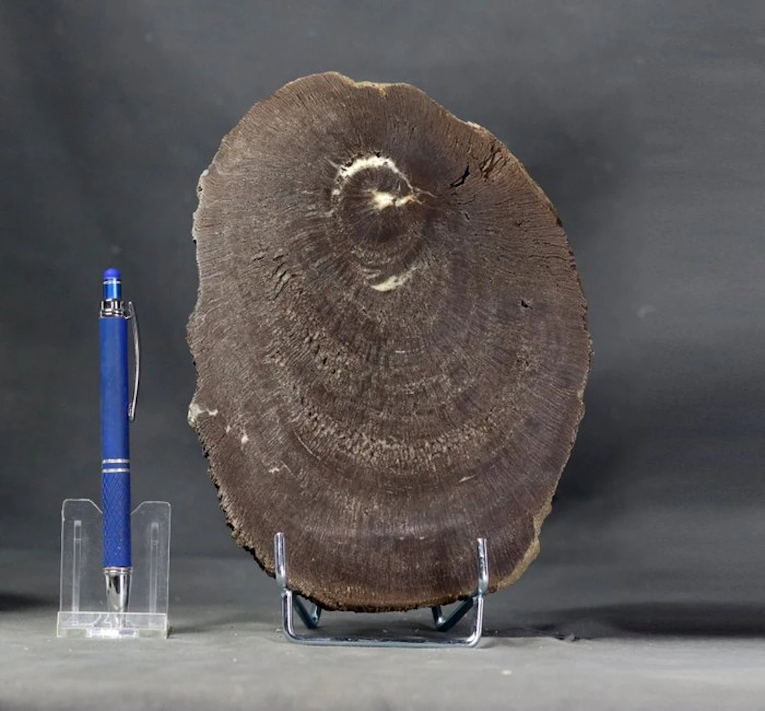 French fossilized wood on stand - Polished ( one side...