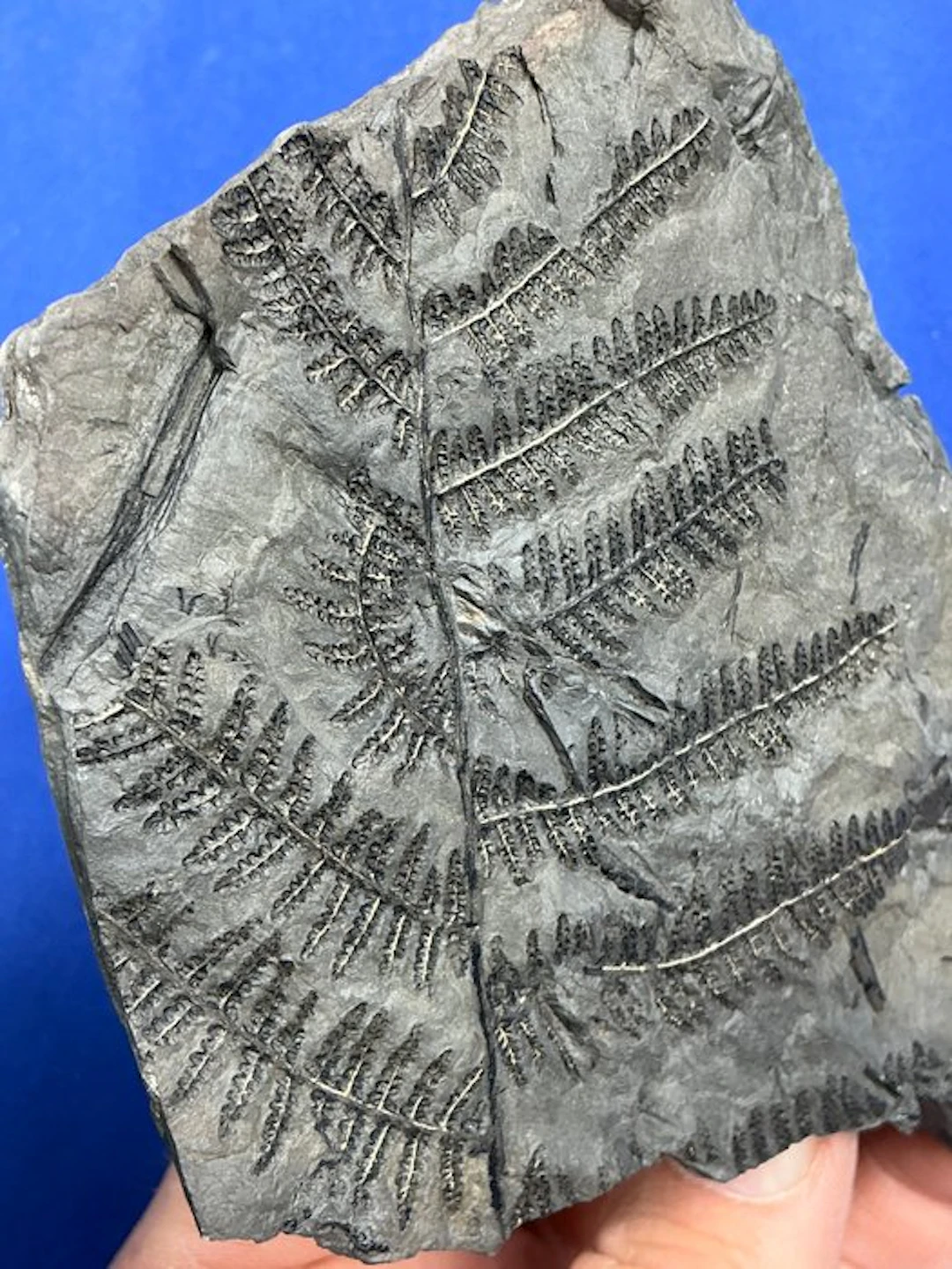 Magnificent carboniferous plant fossil - Fossilised plant - Pecopteris sp