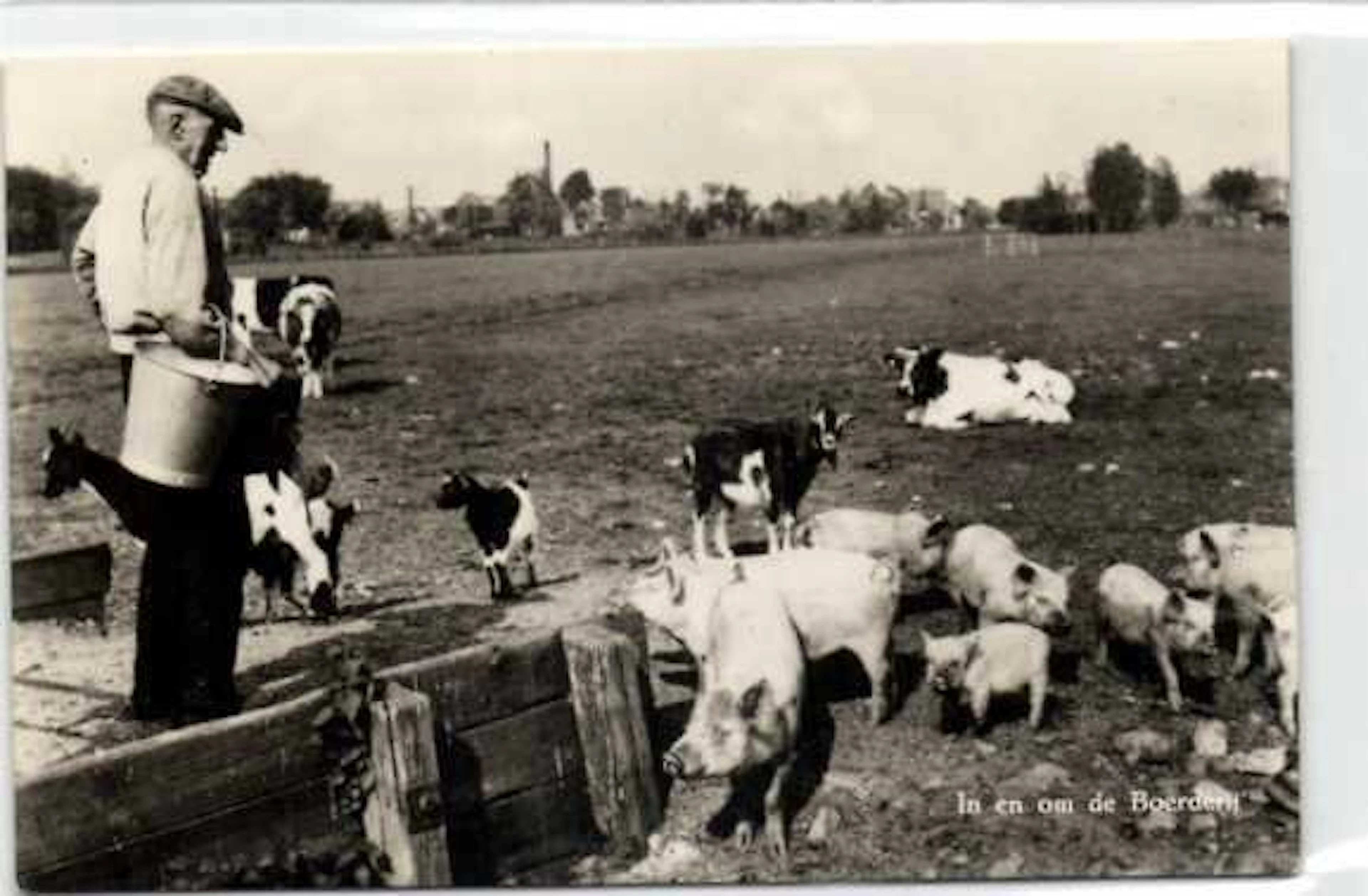 Animals, Goats with many old maps - Postcard (108) - 1911-2000