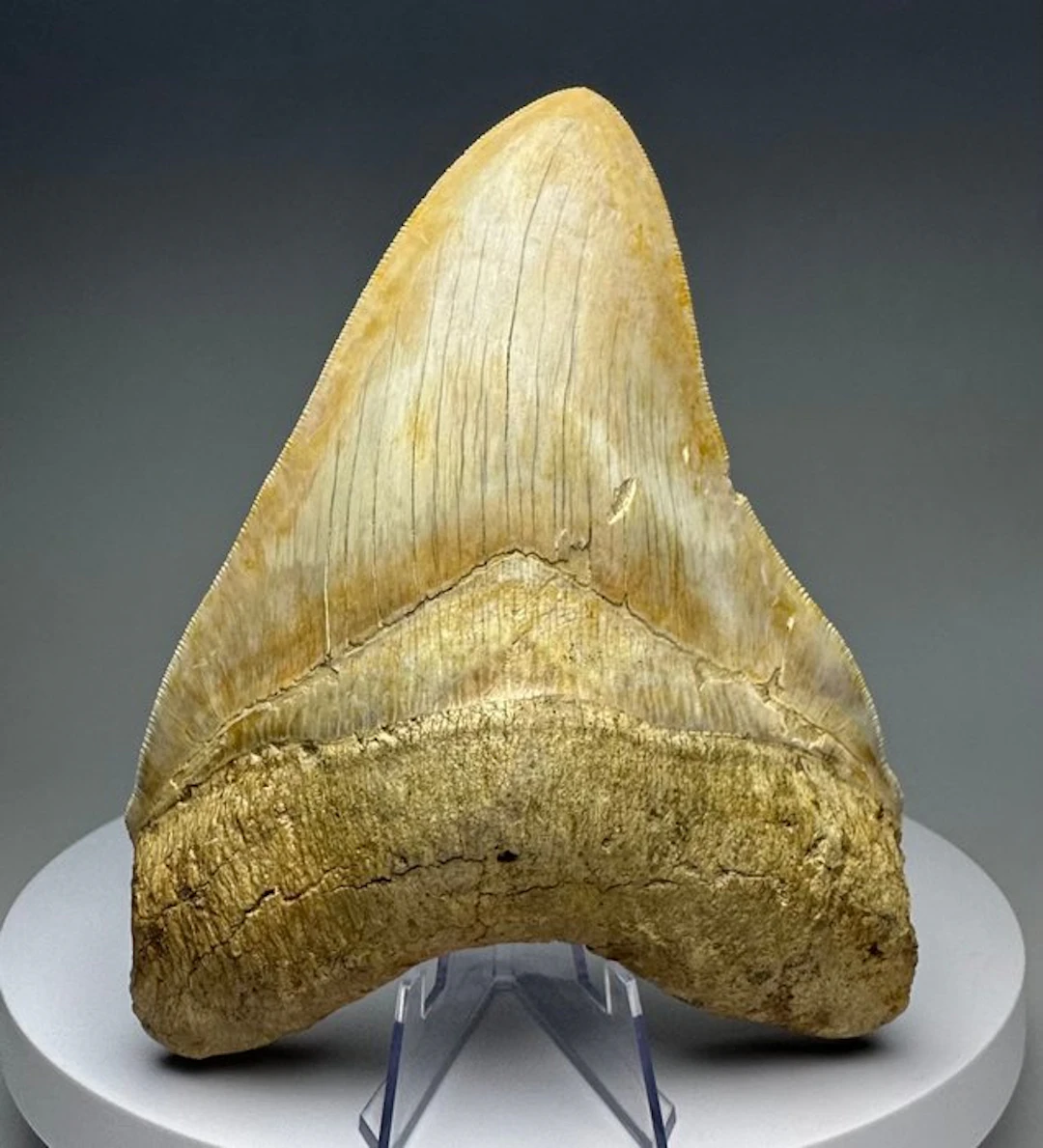 Megalodon - Fossil tooth - 15 cm - 11.5 cm