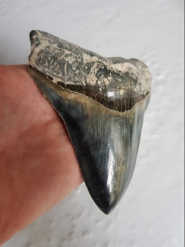 Megalodon - Fossil tooth - 12.6 cm - 10 cm