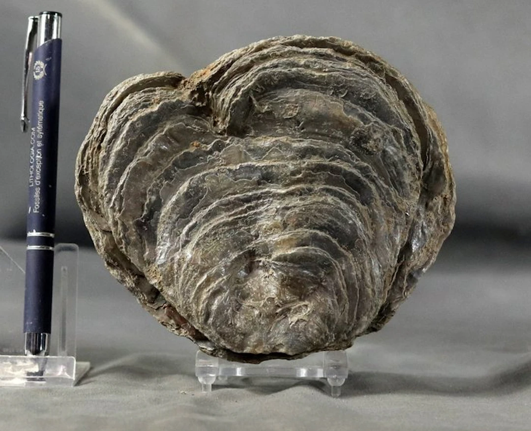 Giant oyster fossil - - Fossilised animal - Gryphaea...