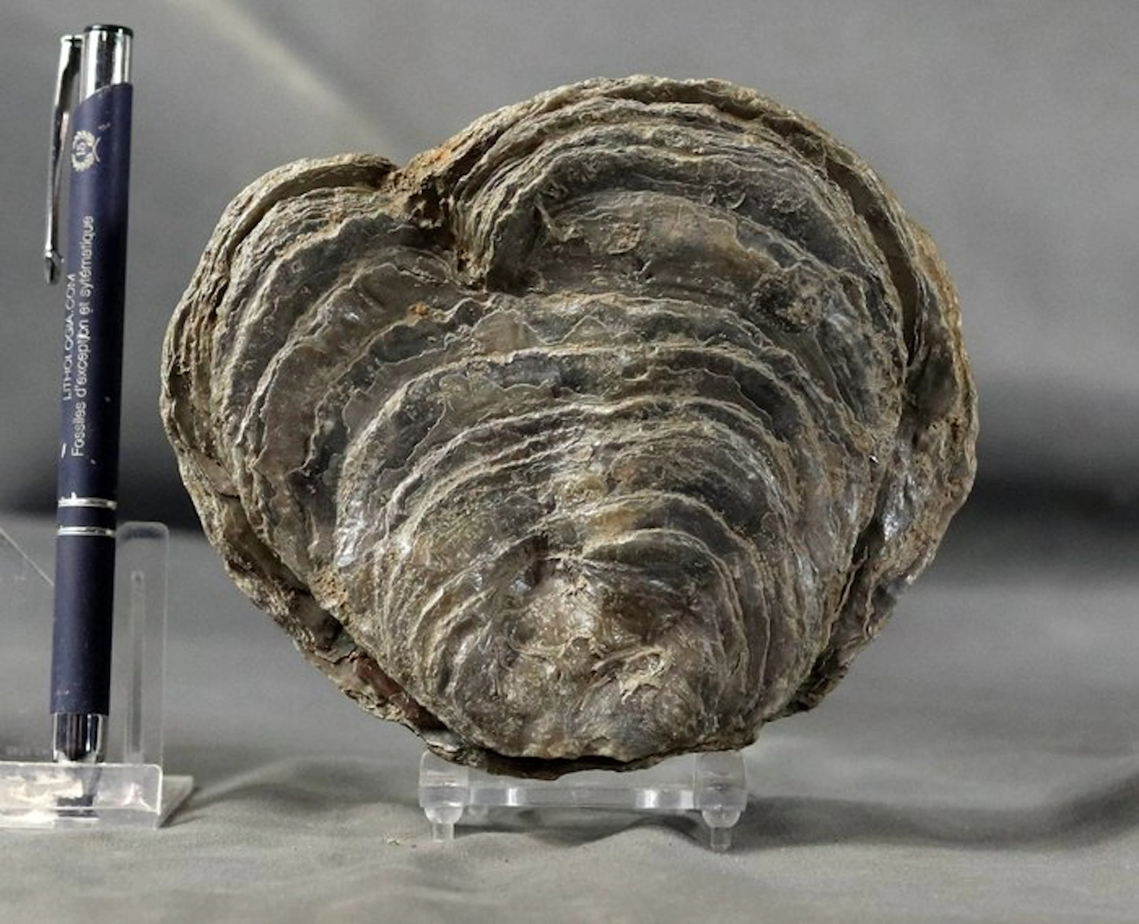 Giant oyster fossil - - Fossilised animal - Gryphaea...