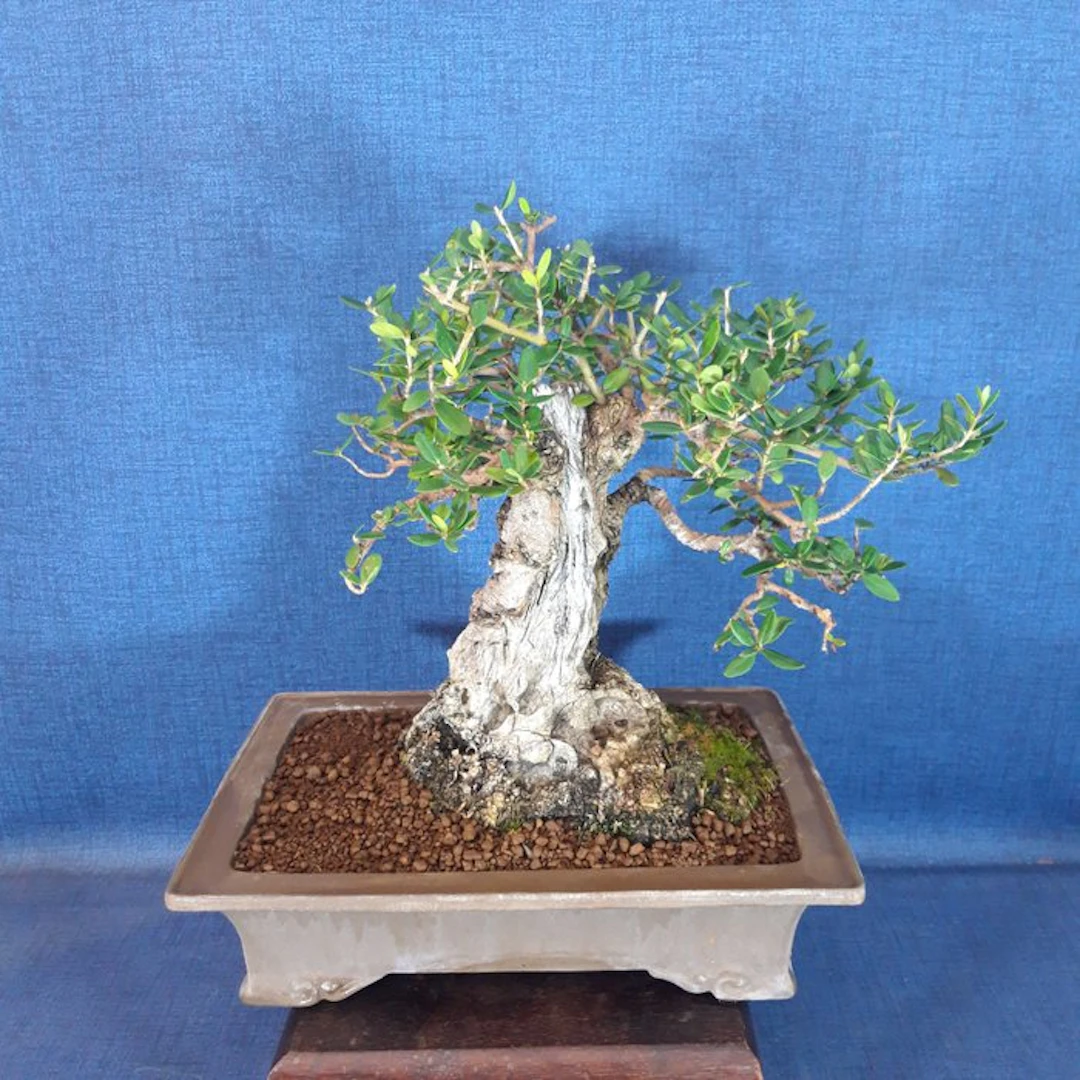 Olive bonsai (Olea europaea) - Height (Tree): 30 cm...