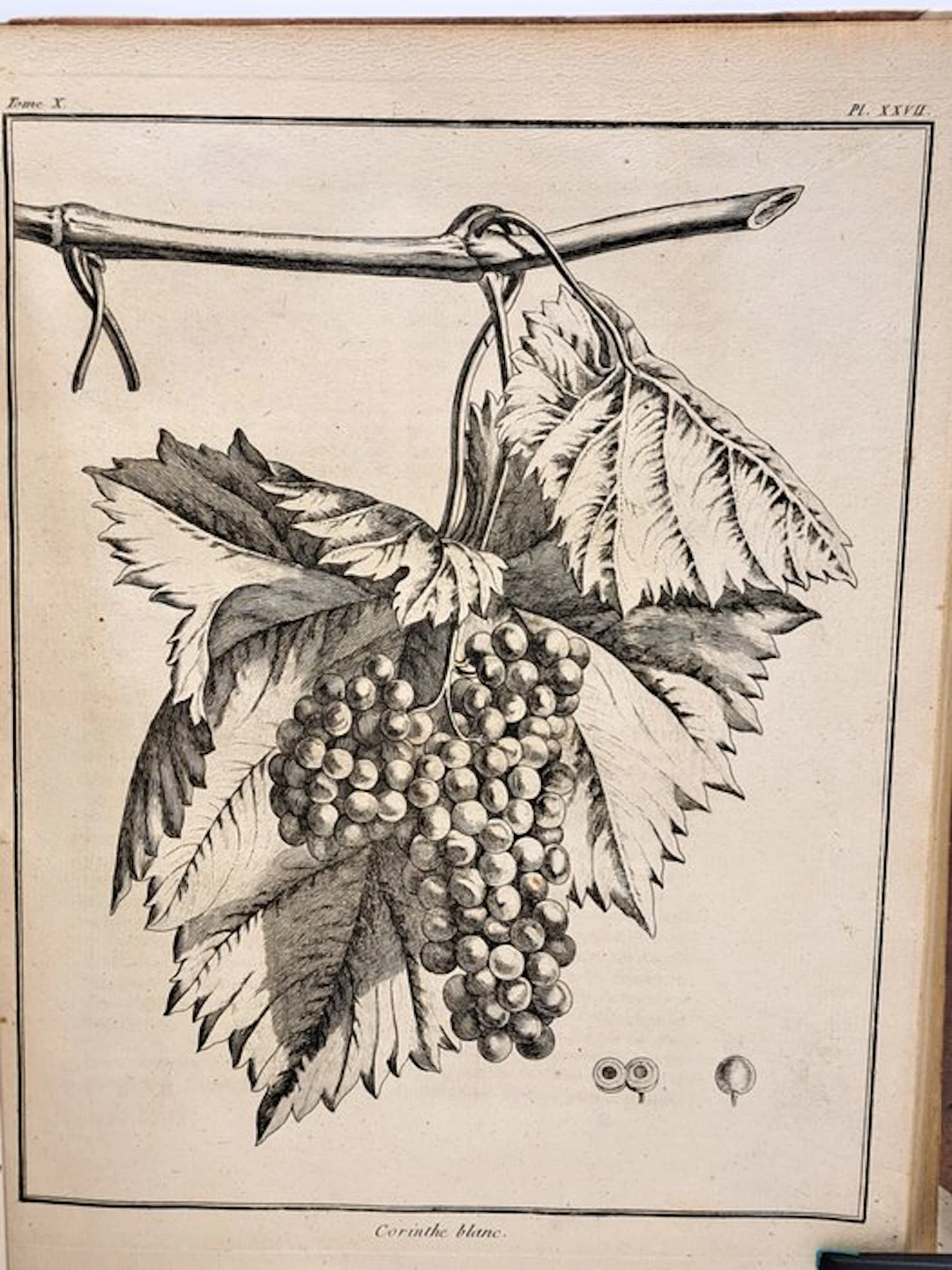 [Œnologie] - François Rozier - [Tome X] - Cours complet d'agriculture - 1800