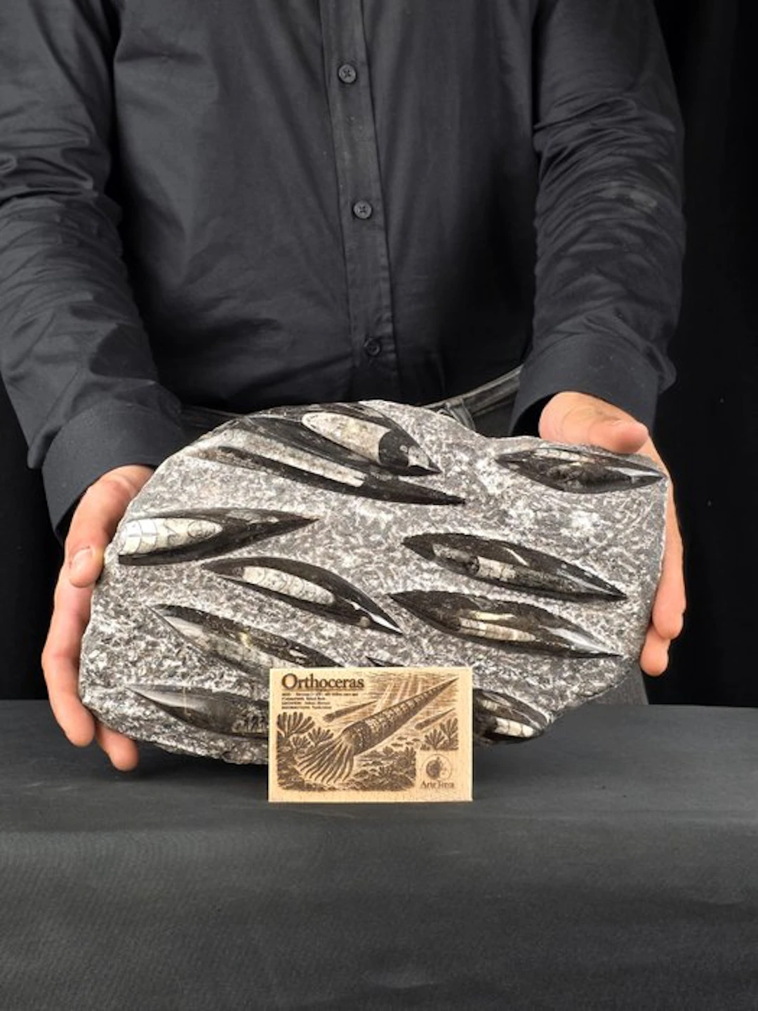 Orthoceras - Fossilised animal (No reserve price)