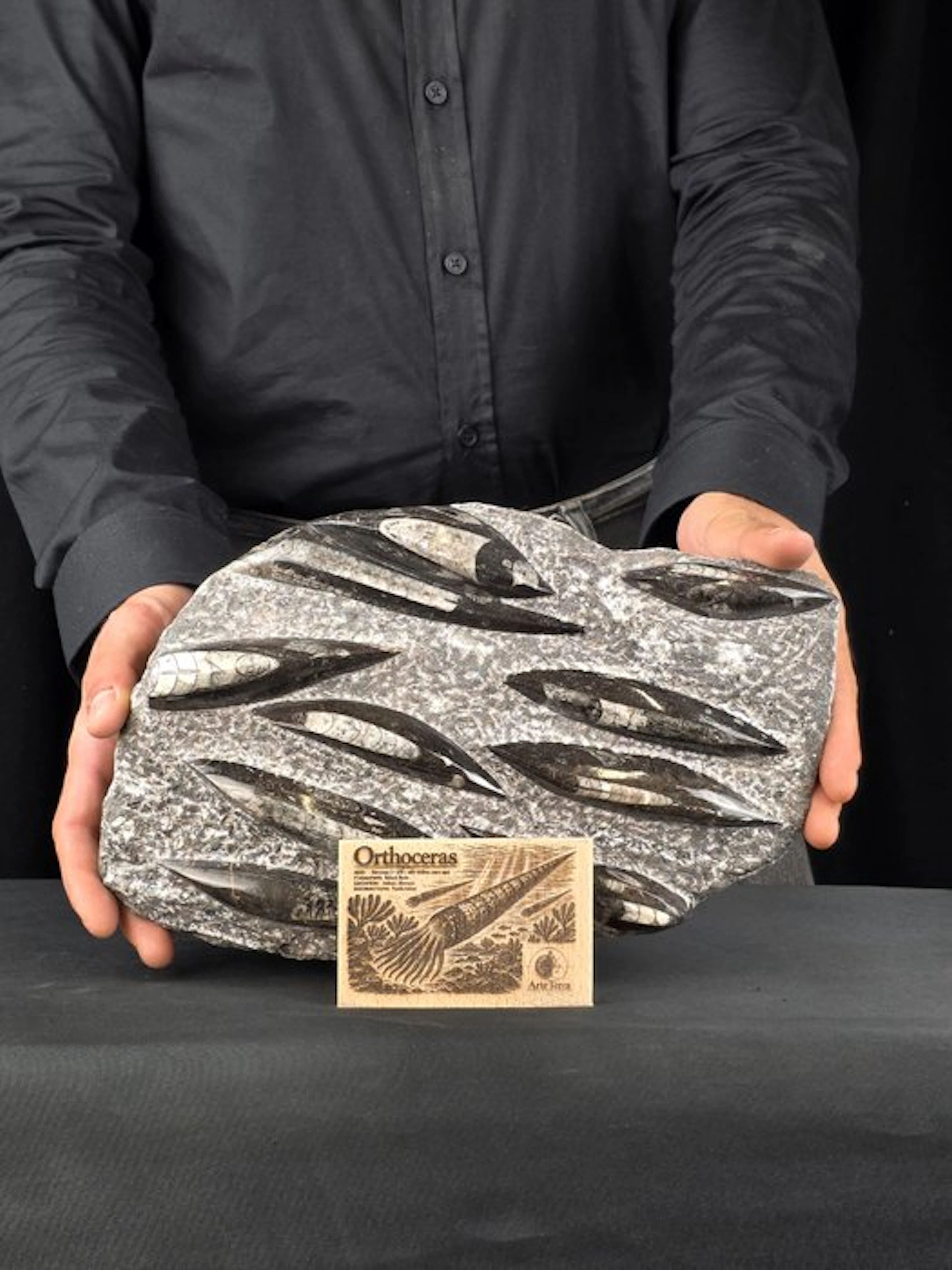 Orthoceras - Fossilised animal (No reserve price)