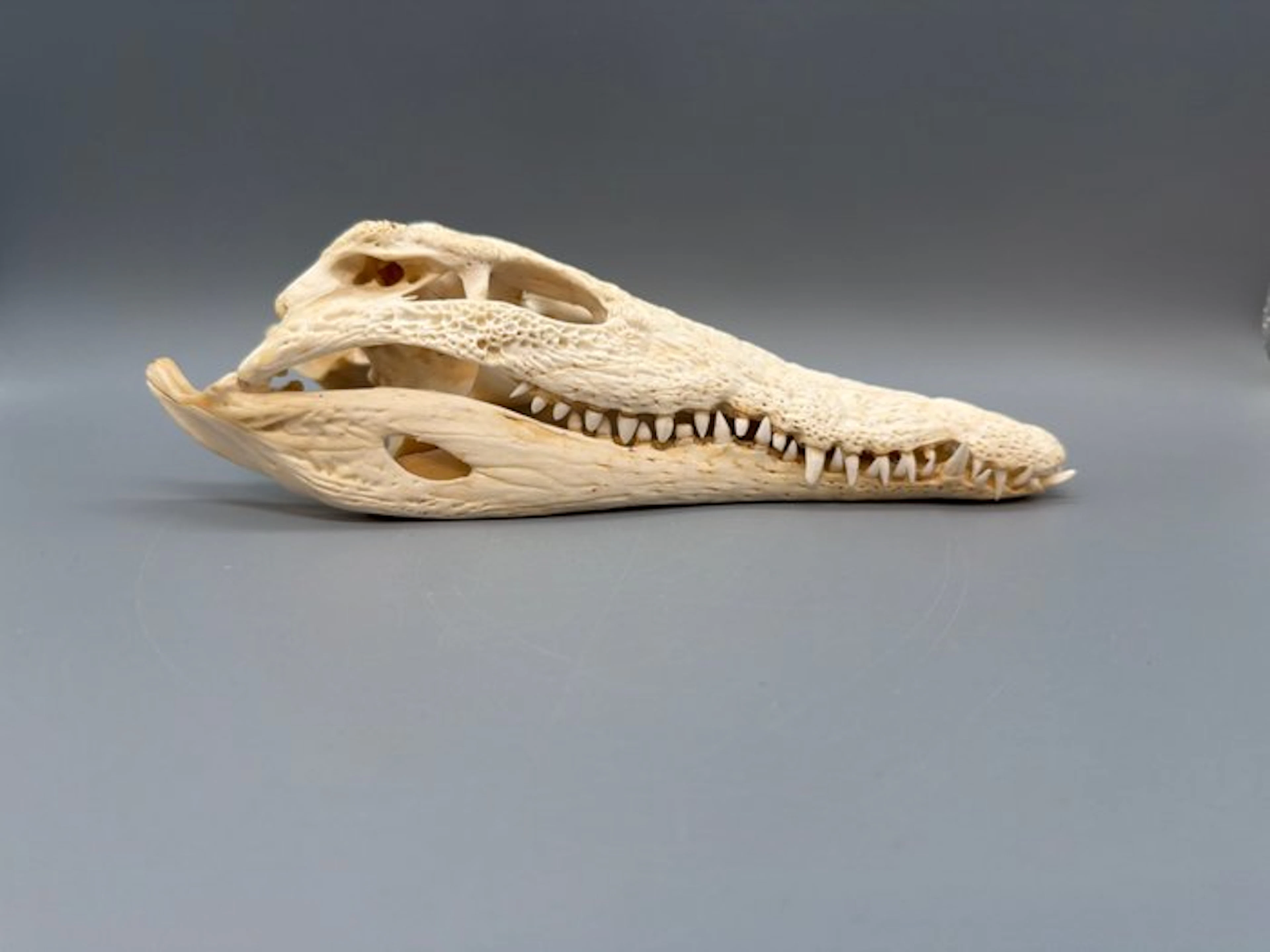 Nile Crocodile Skull - Crocodylus niloticus - 8 cm - 11...