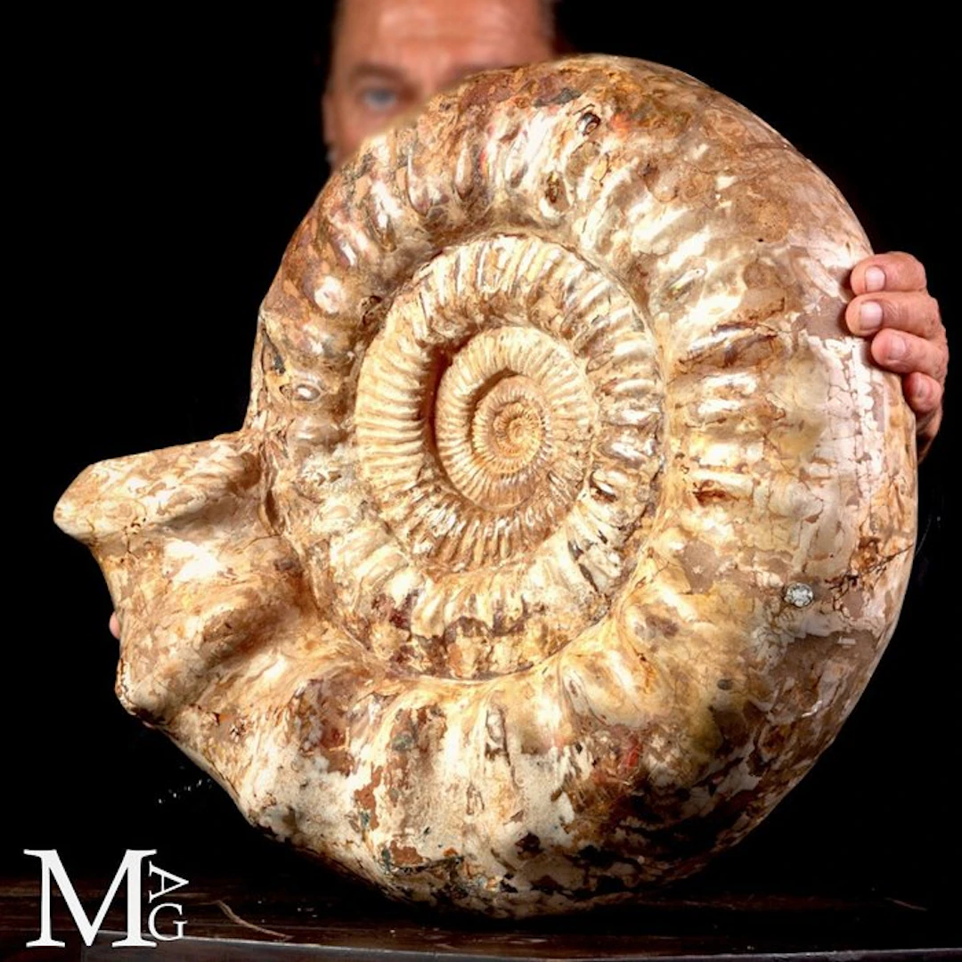Monumental Cretaceous Douvilleiceras Ammonite Massive
