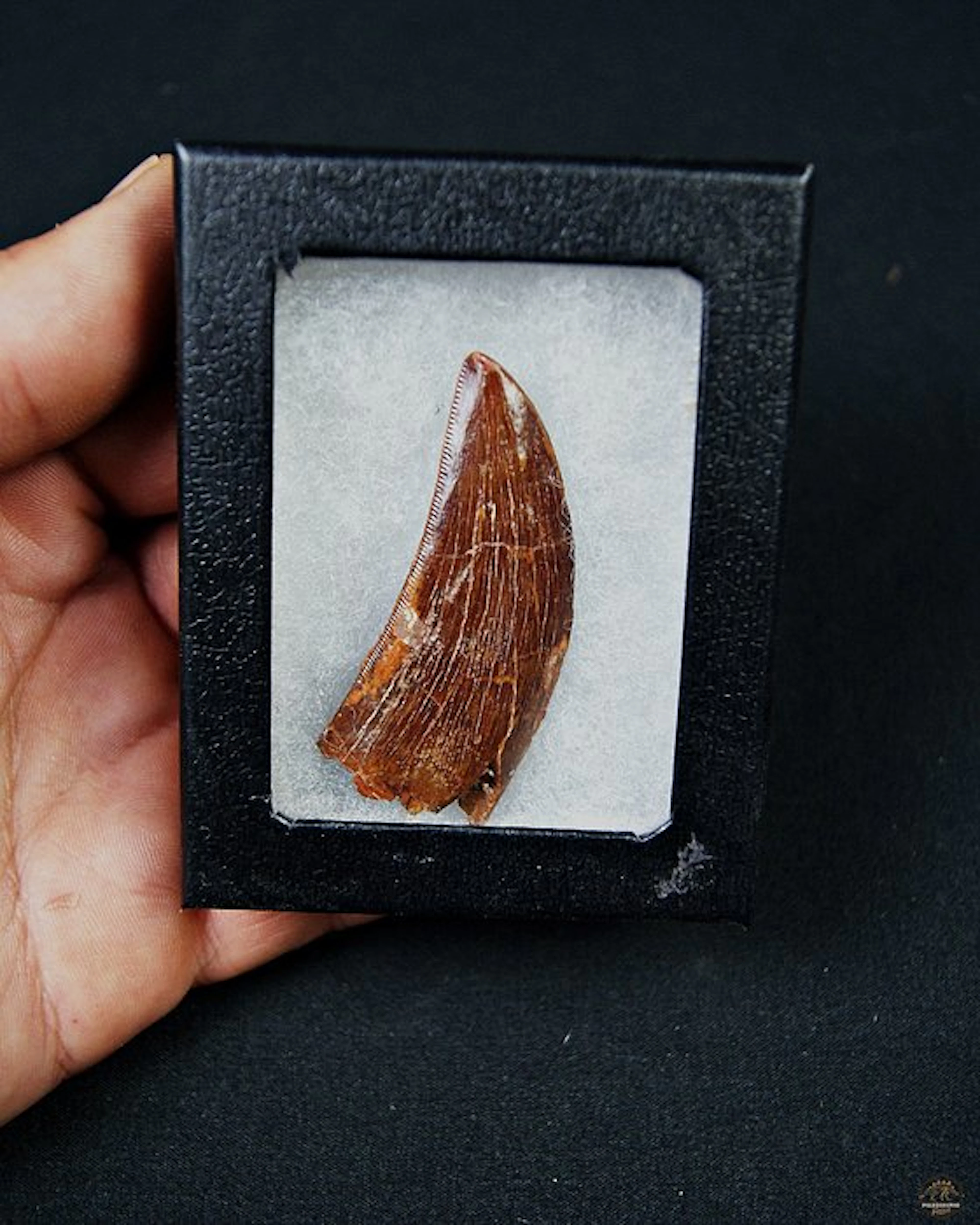 Dinosaur - Fossil tooth - Carcharodontosaurus saharicus - 5.7 cm