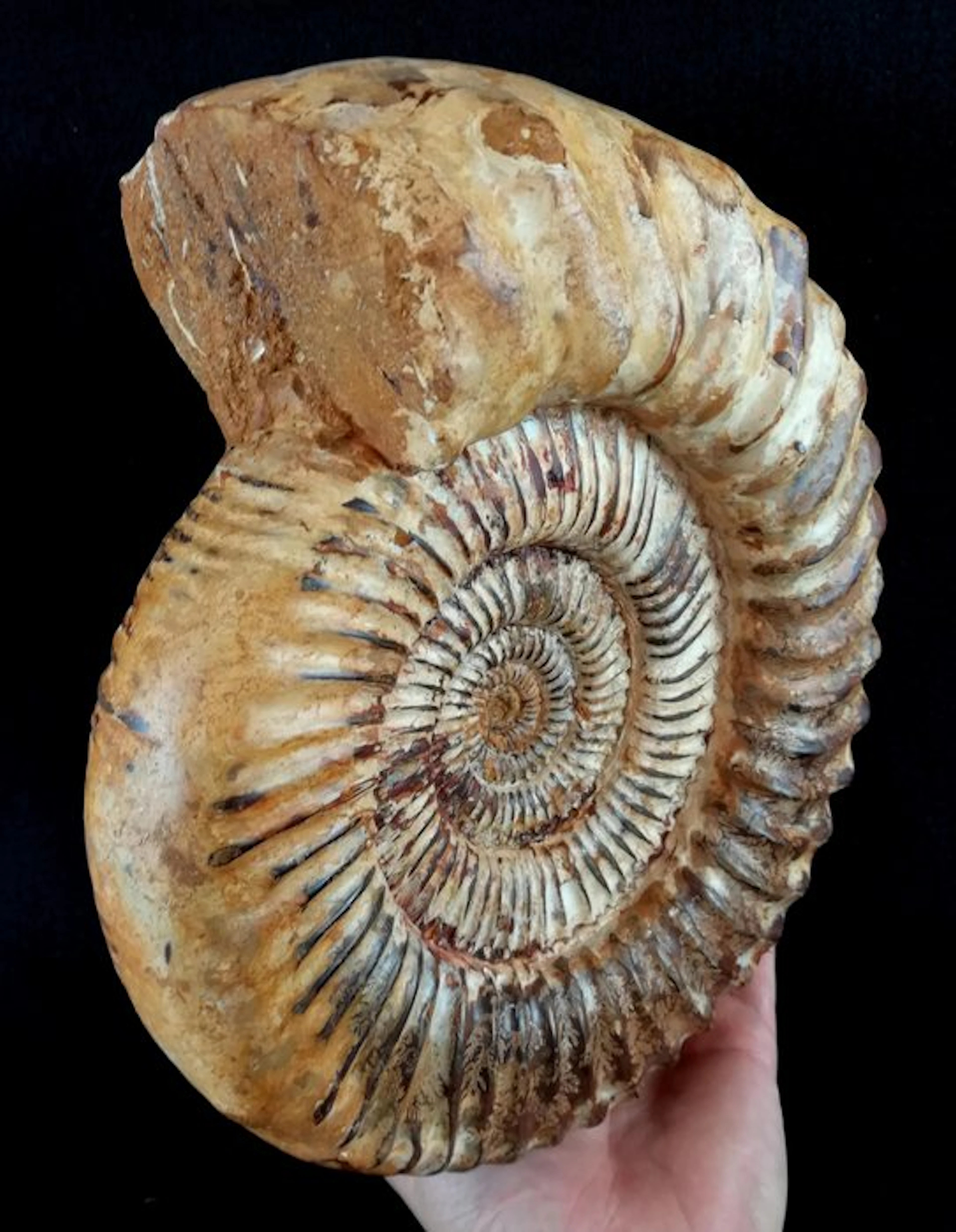 Ammonite - Fossilised animal - Kranaosphinctes roedereri...