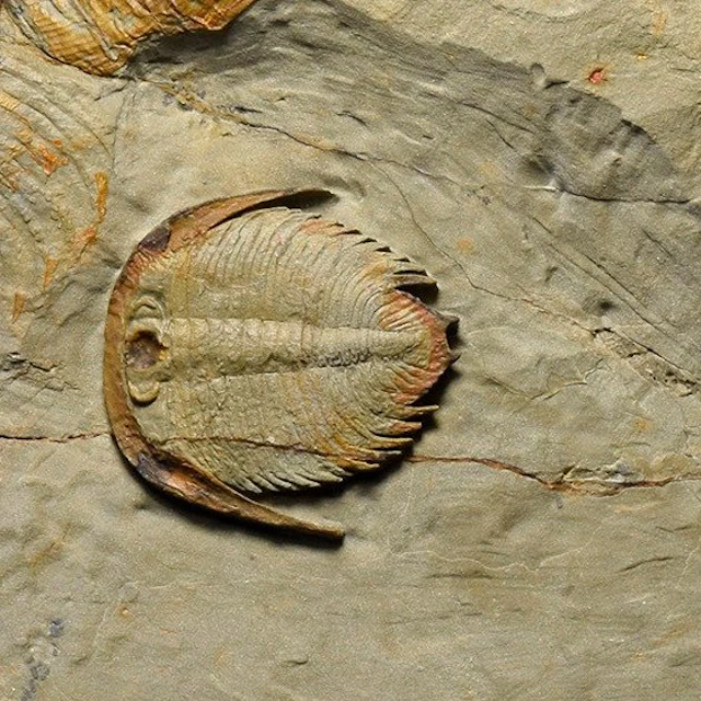 Trilobite - Fossilised animal - Dactylocephalus sp. - 2.1 cm