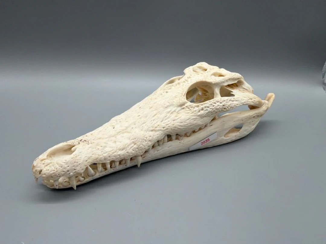 Nile Crocodile Skull - Crocodylus niloticus - 7 cm - 11...