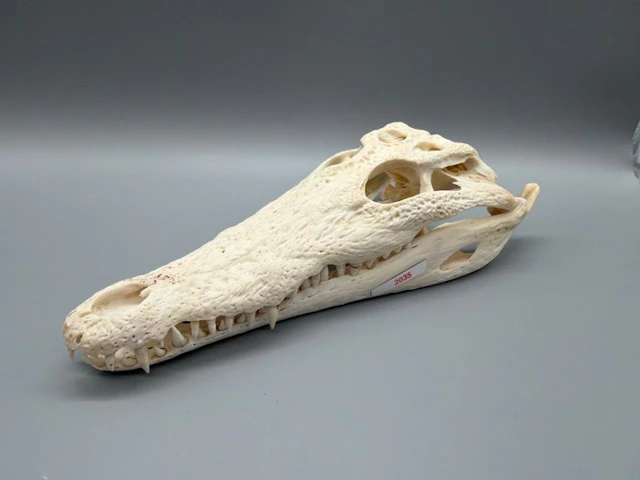 Nile Crocodile Skull - Crocodylus niloticus - 7 cm - 11...