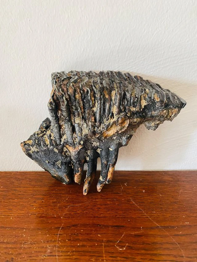 Woolly Mammoth - Fossil molar - 19 cm - 15 cm