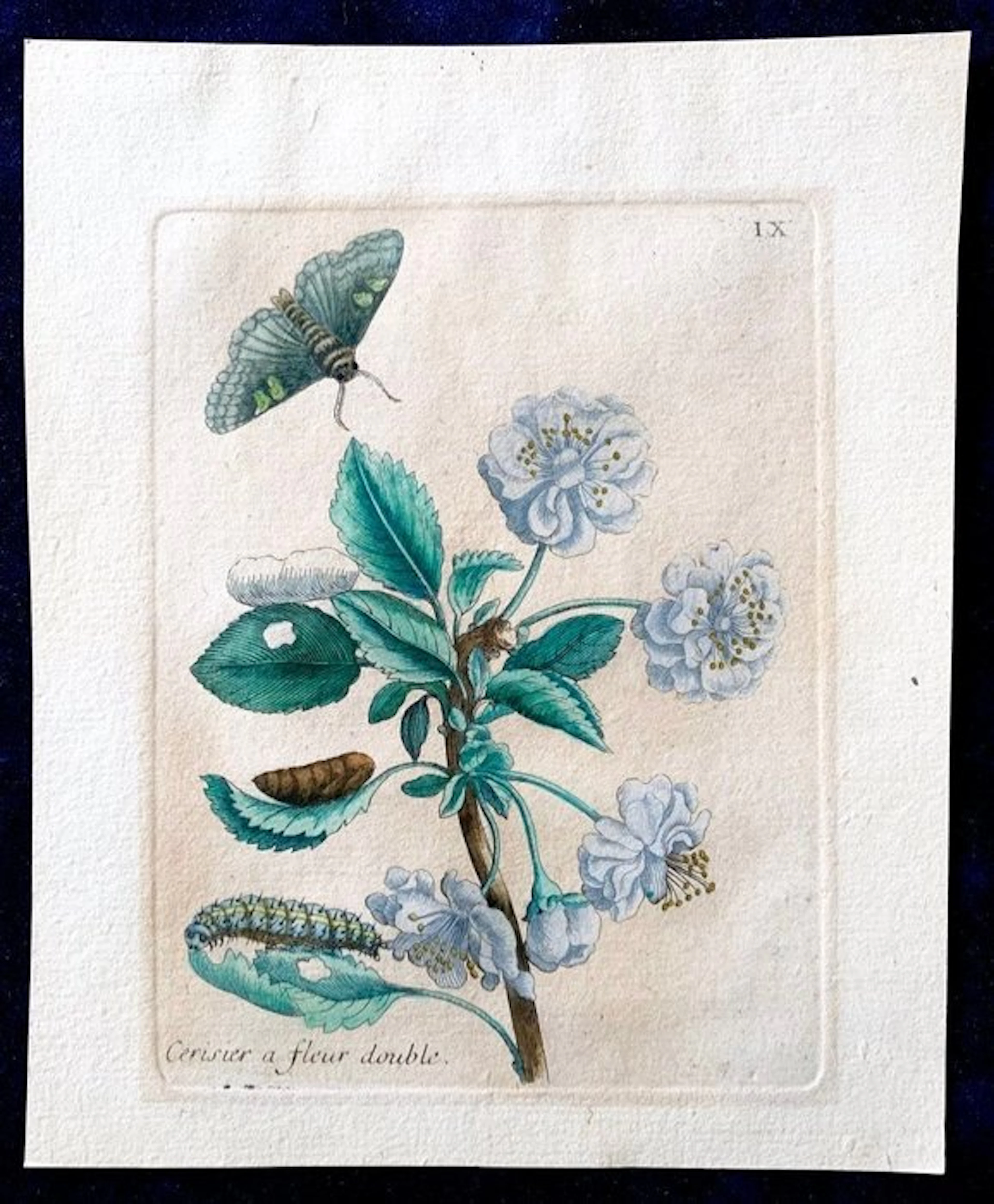 Maria Sibylla Merian (1647–1717) - Ciliegio - Originale